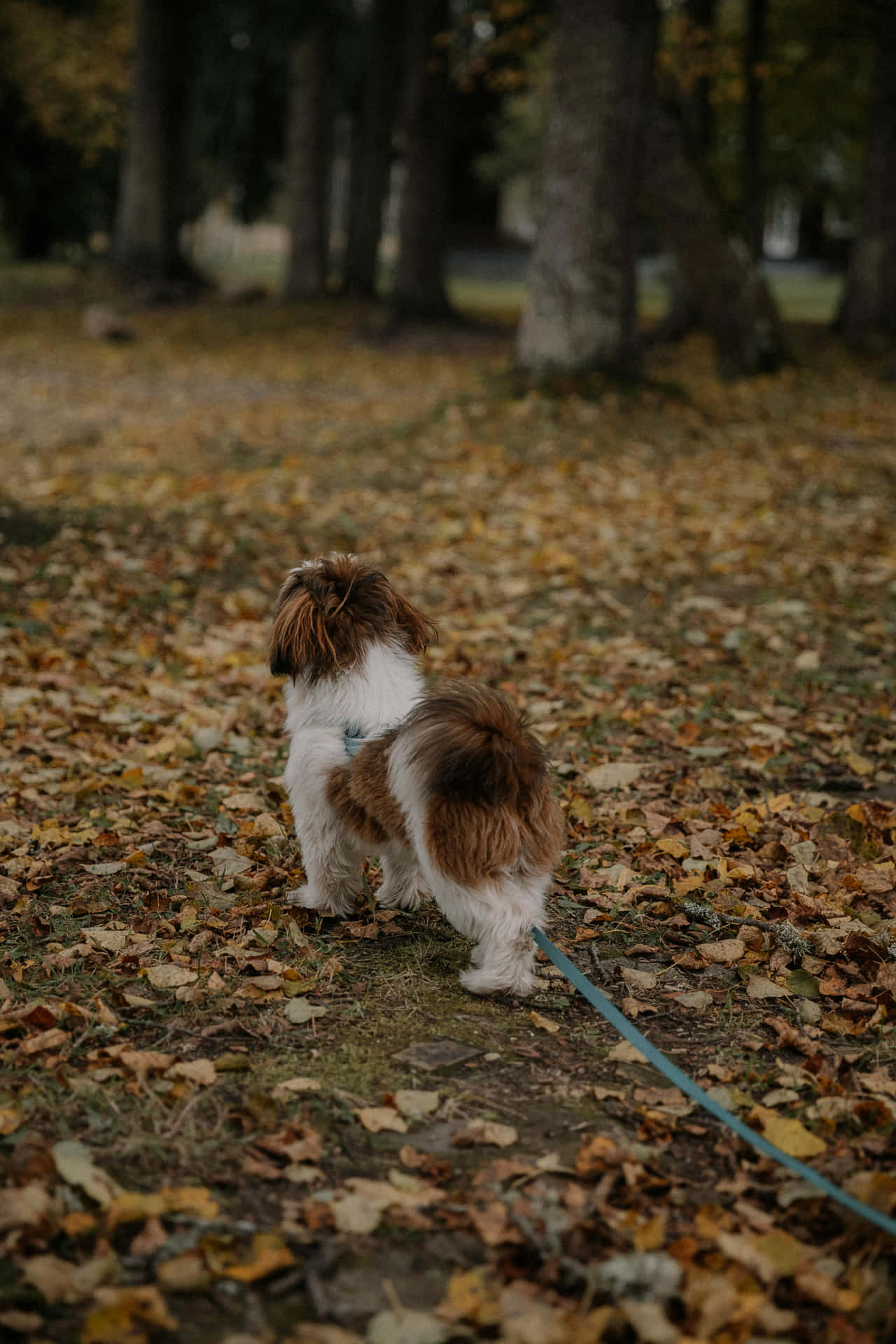 Anjing Shaggy Berjalan Di Taman Musim Gugur Wallpaper