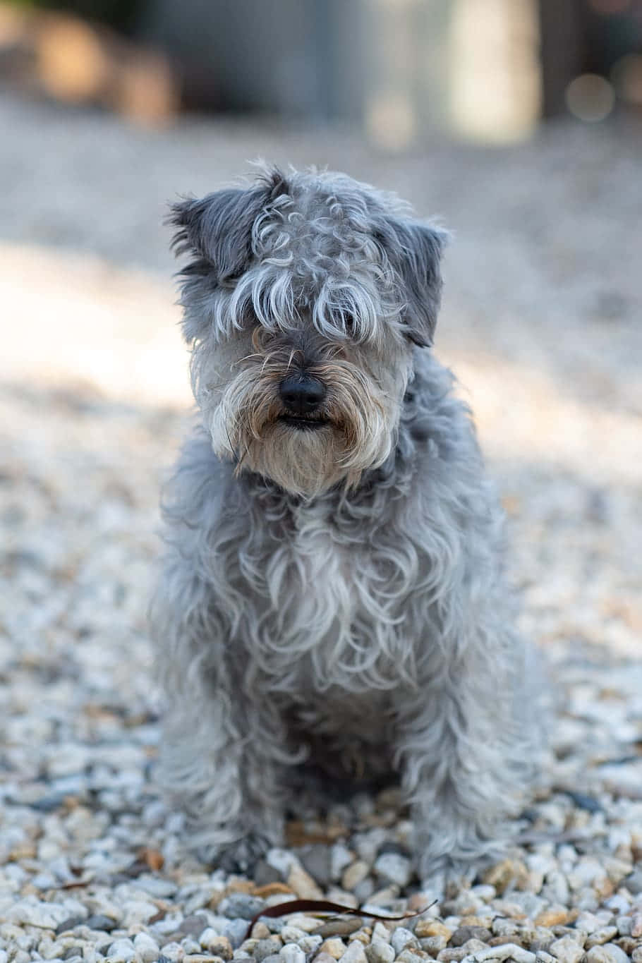 Harige Grijze Hond Zittend Op Kiezels.jpg Achtergrond