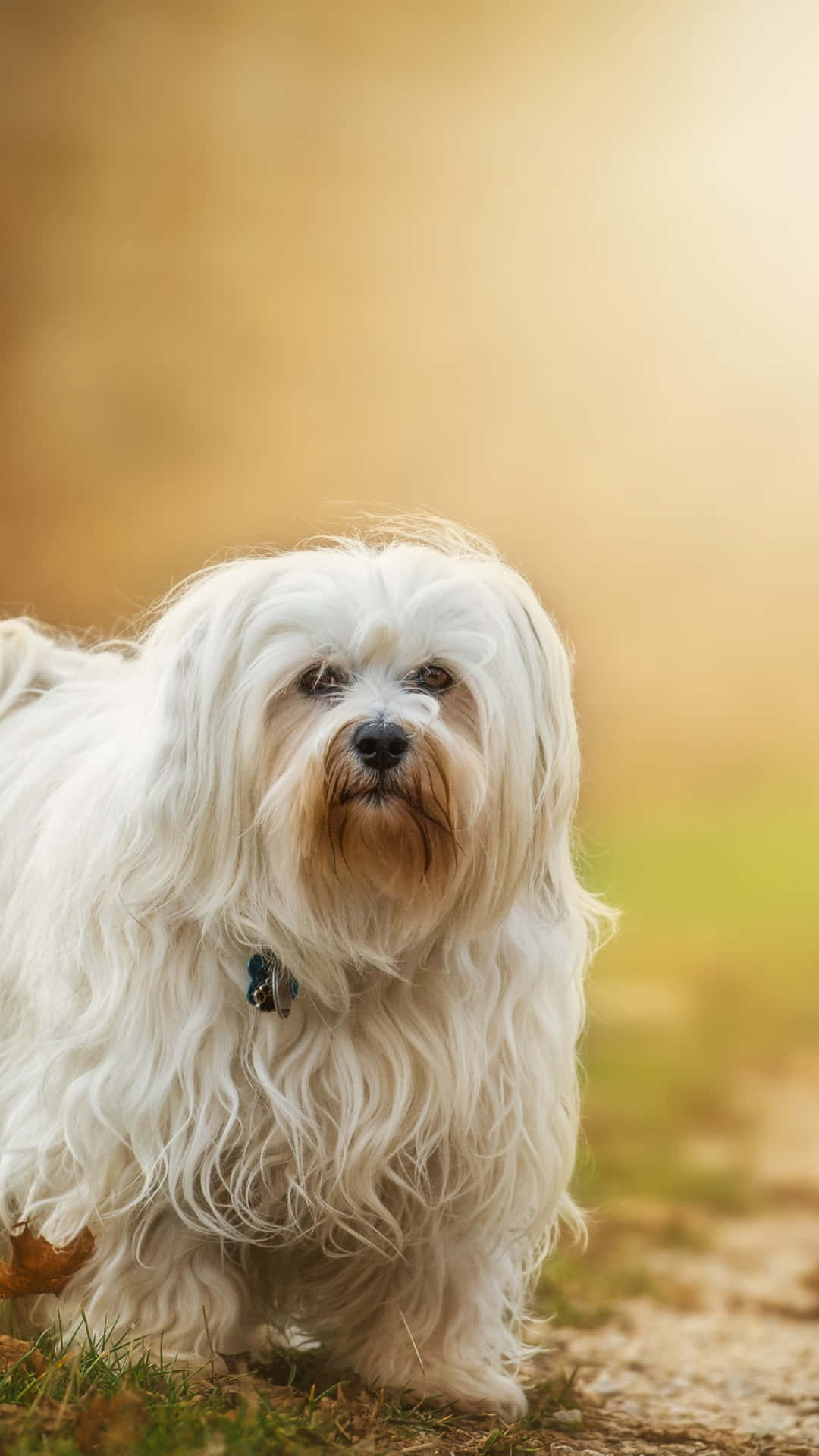 Anjing Putih Berbulu Di Luar Ruangan Wallpaper