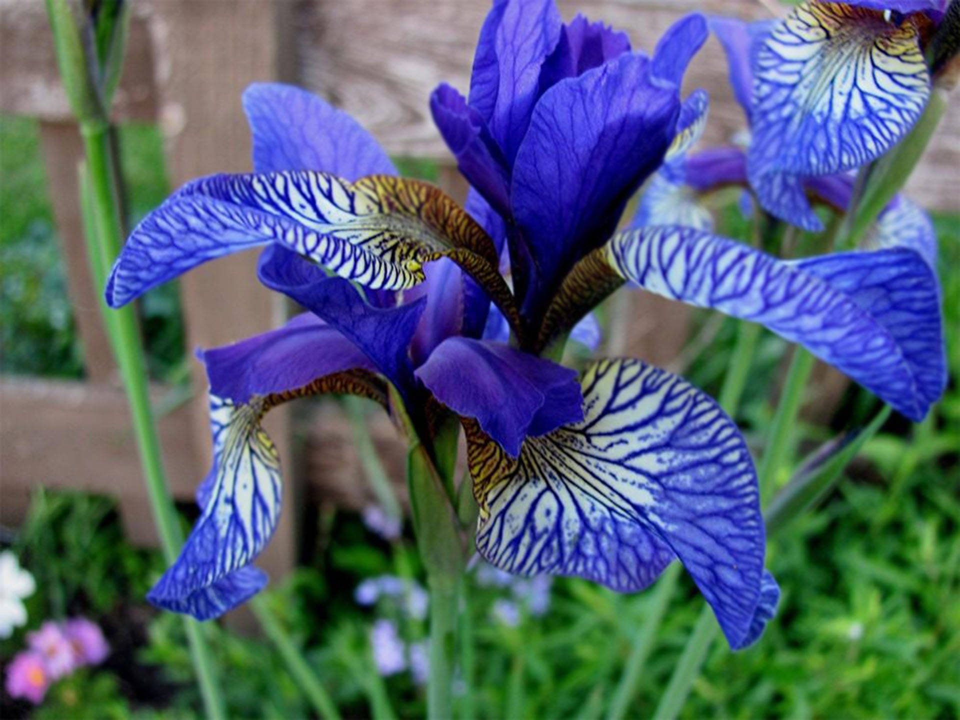 Shakers Prayer Siberian Iris Flowers