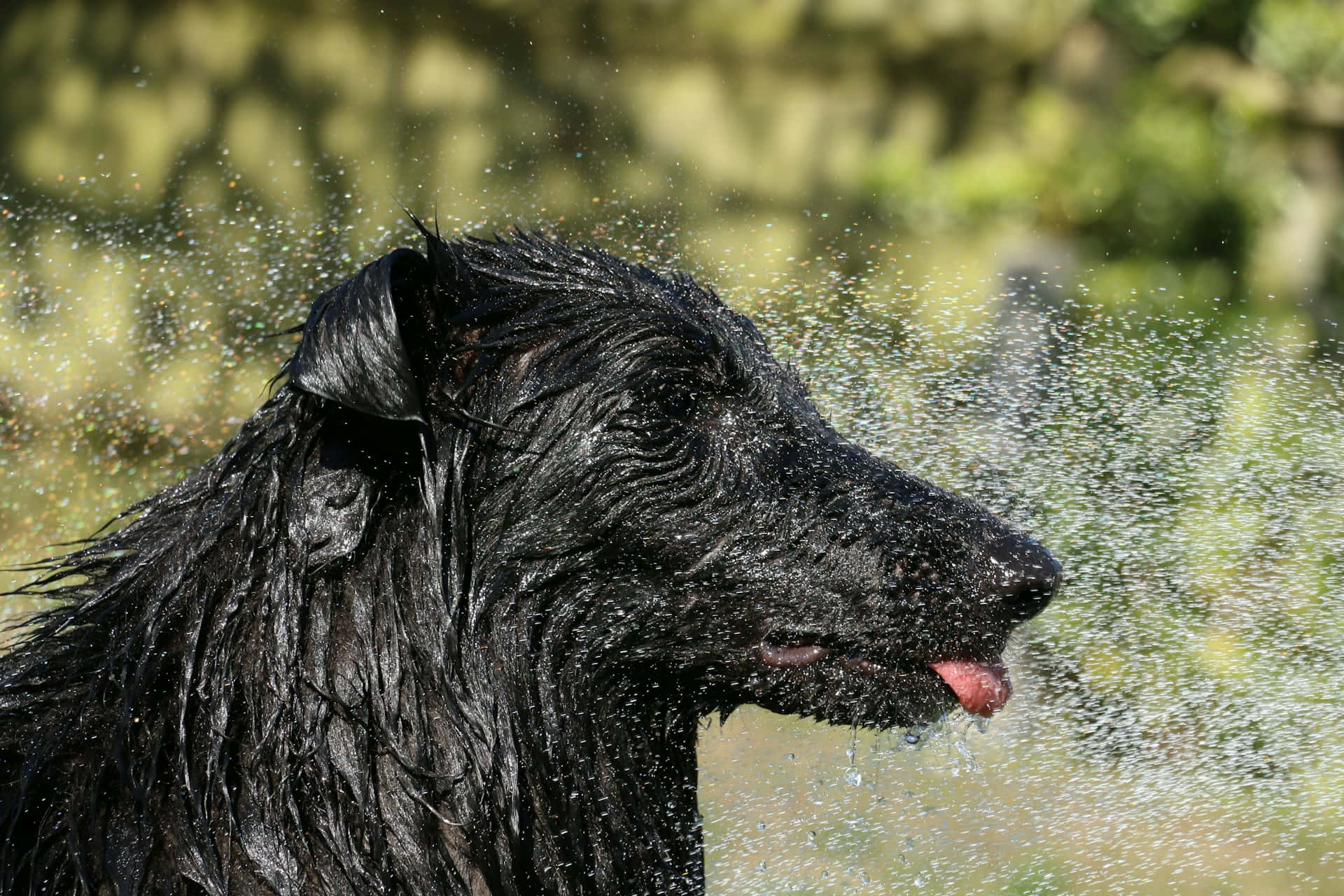 Ristende Svart Hund Vannsprut.jpg Bakgrunnsbildet