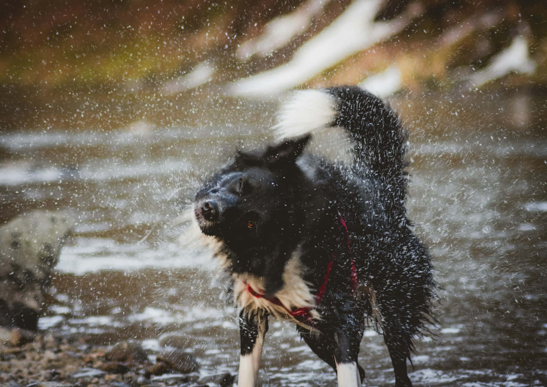 Rister Vann Svart Hund.jpg Bakgrunnsbildet