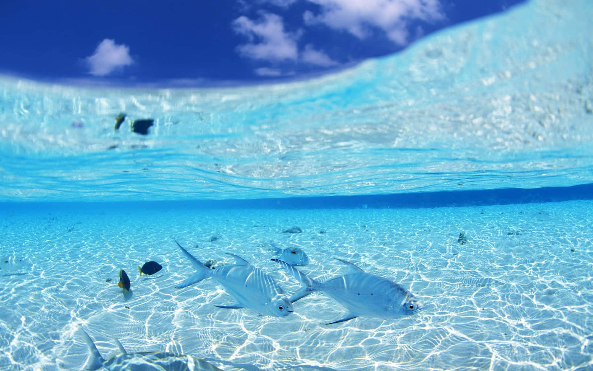 Shallow Water Fishes Wallpaper
