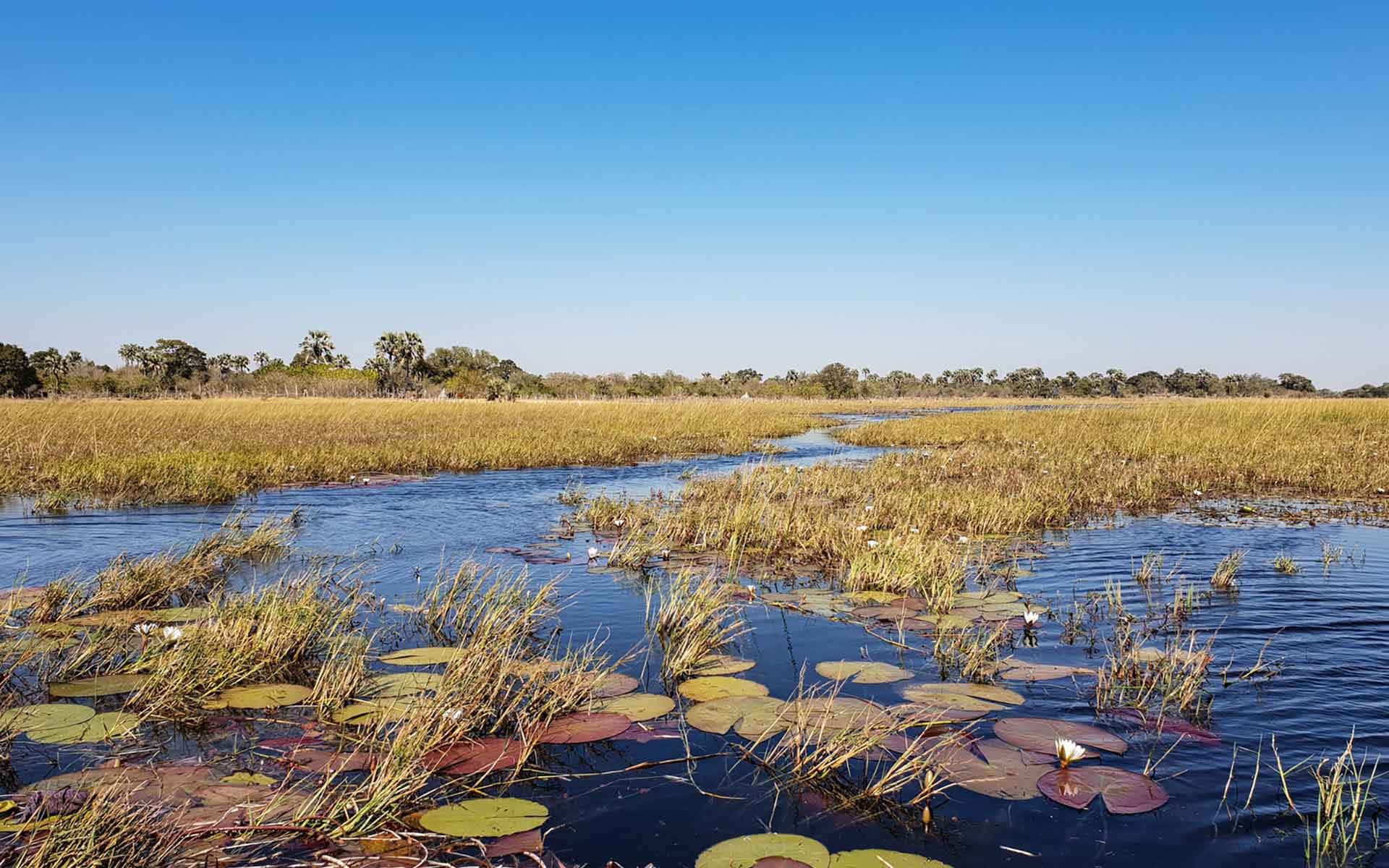 Shallow Waters Of The Okavango Delta Wallpaper