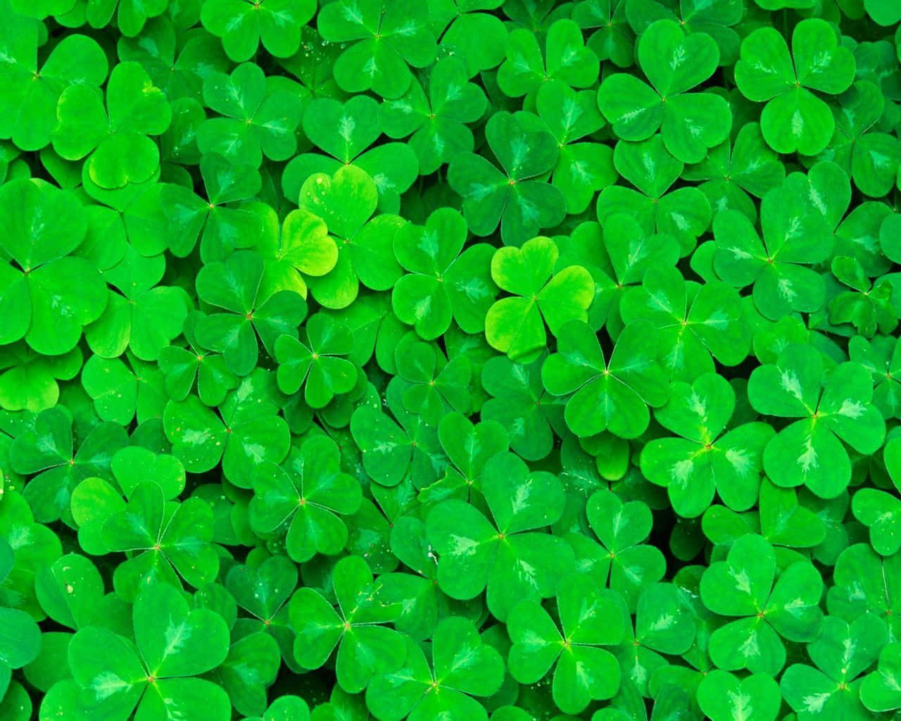 “The Luck of the Irish” Wallpaper