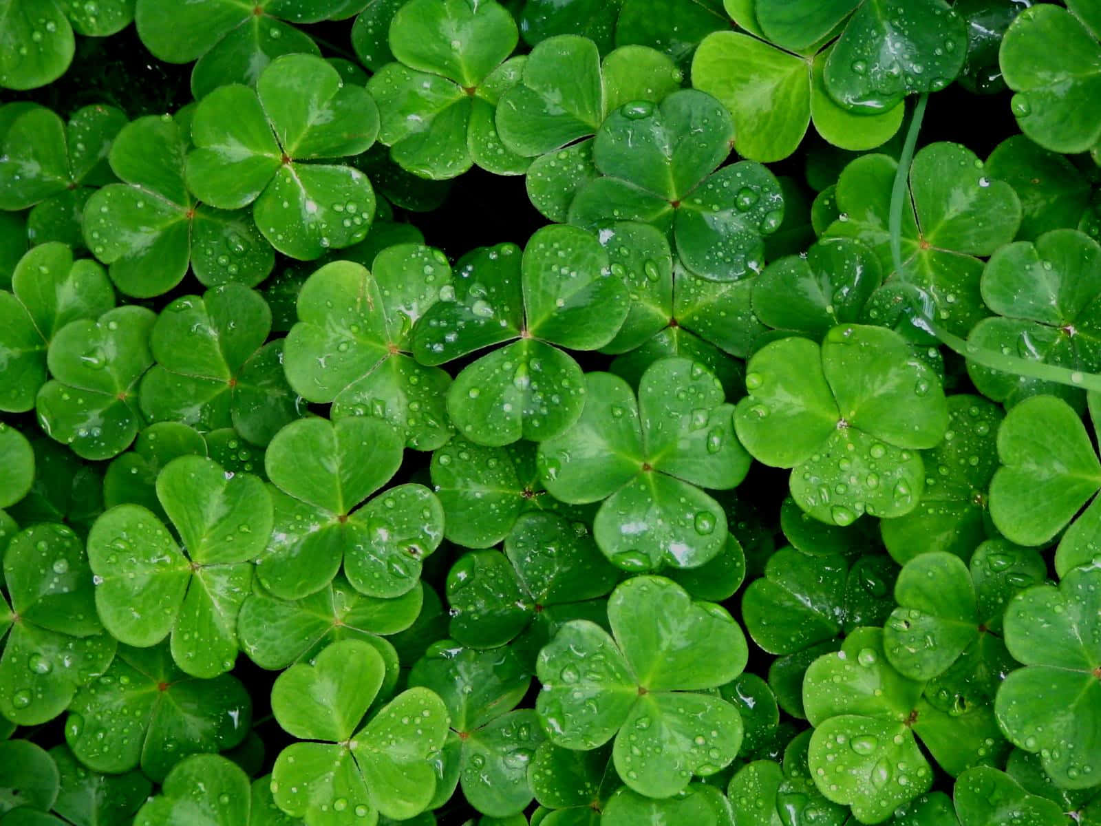 Celebrate the Luck of the Irish with a Shamrock! Wallpaper