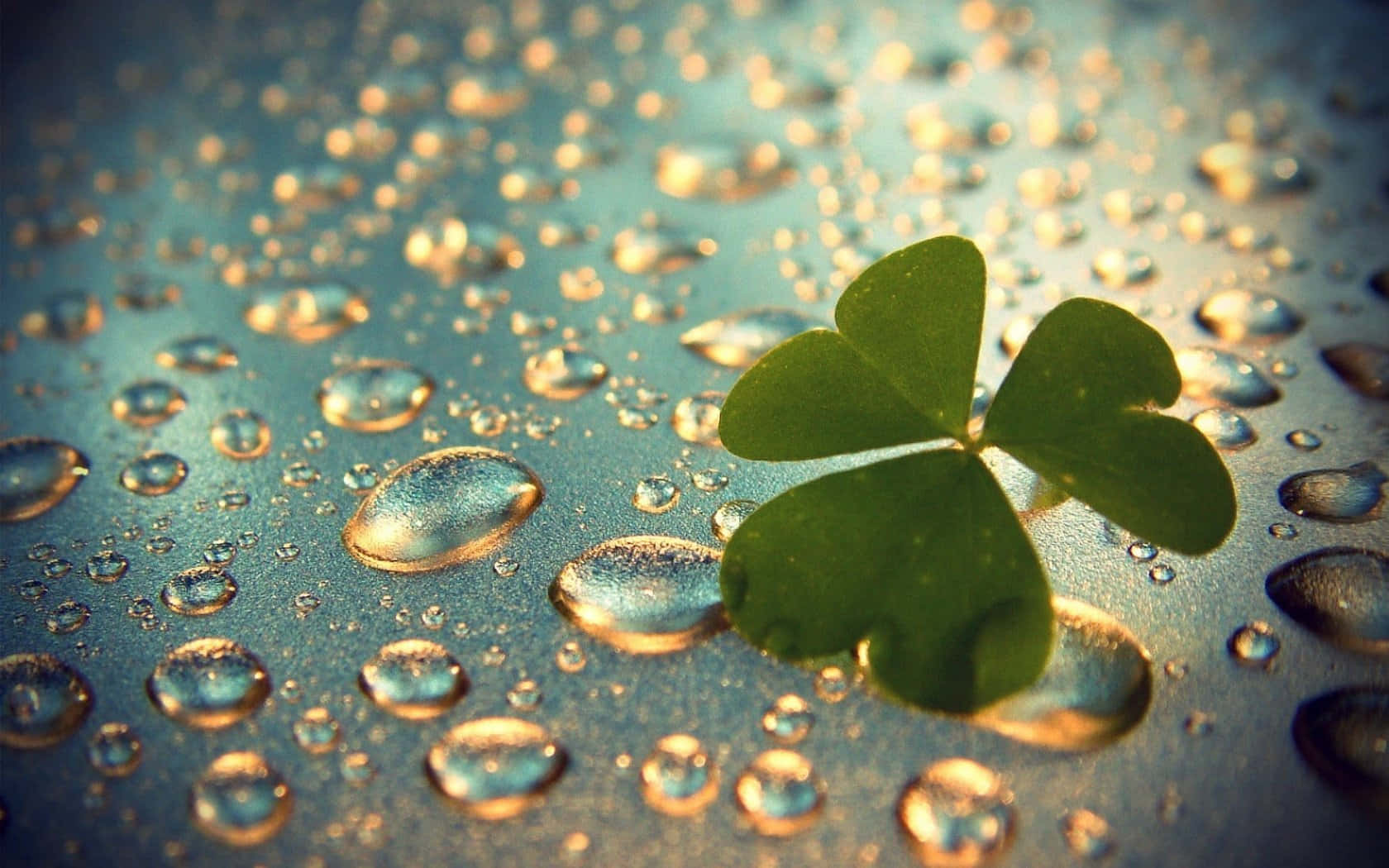 Traditional Irish four-leaf clover or shamrock for good luck Wallpaper