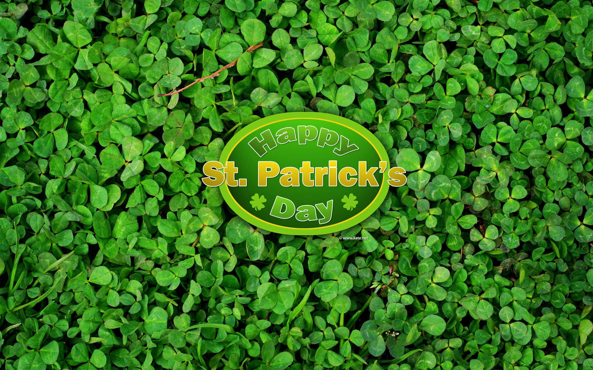 Get Lucky with this Pretty Shamrock Wallpaper