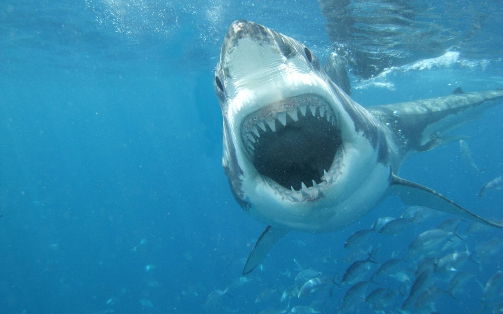 Shark Attack With Sharp Teeth