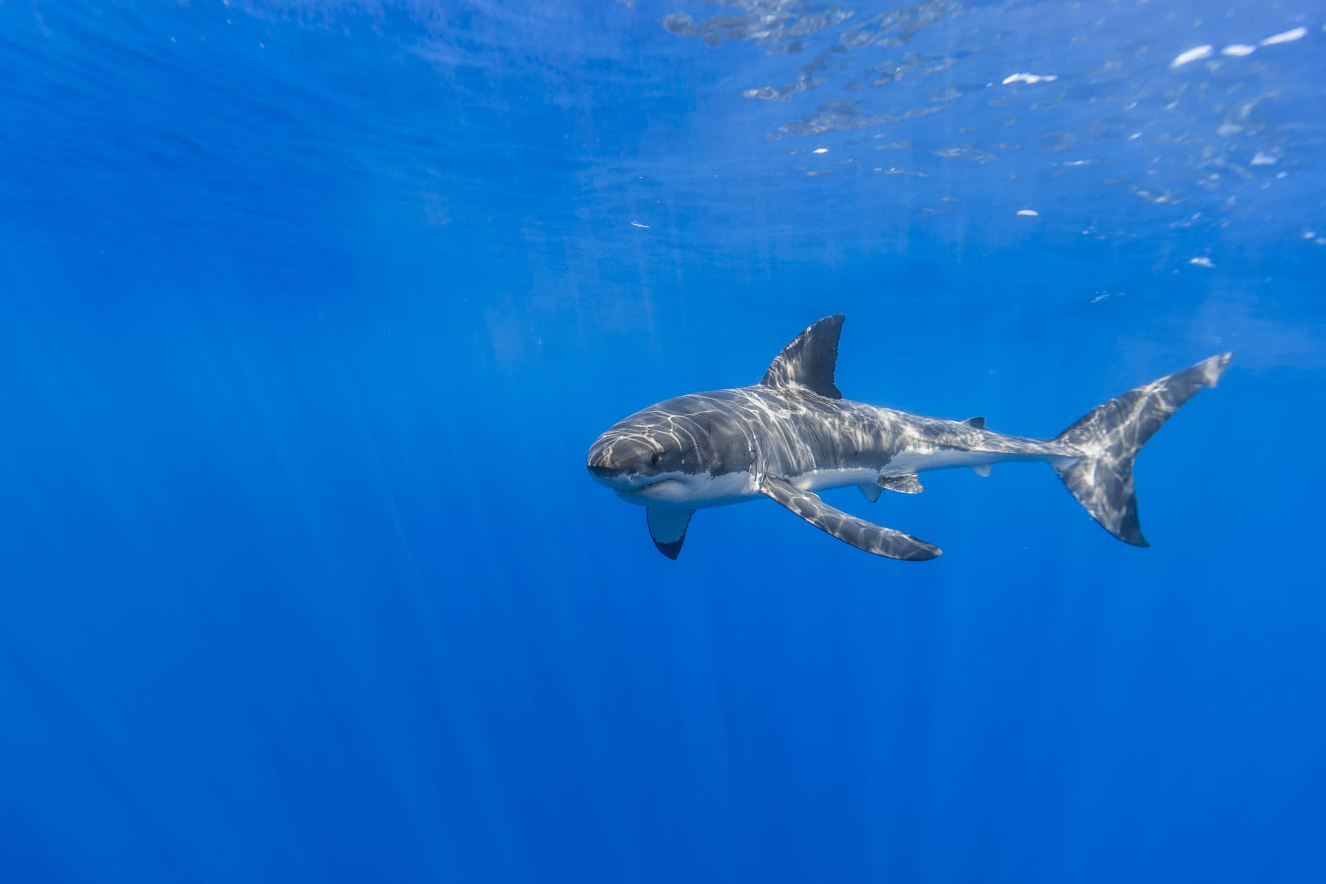 Einfurchterregender Weißer Hai, Der In Den Blauen Tiefen Des Ozeans Umherschwimmt.