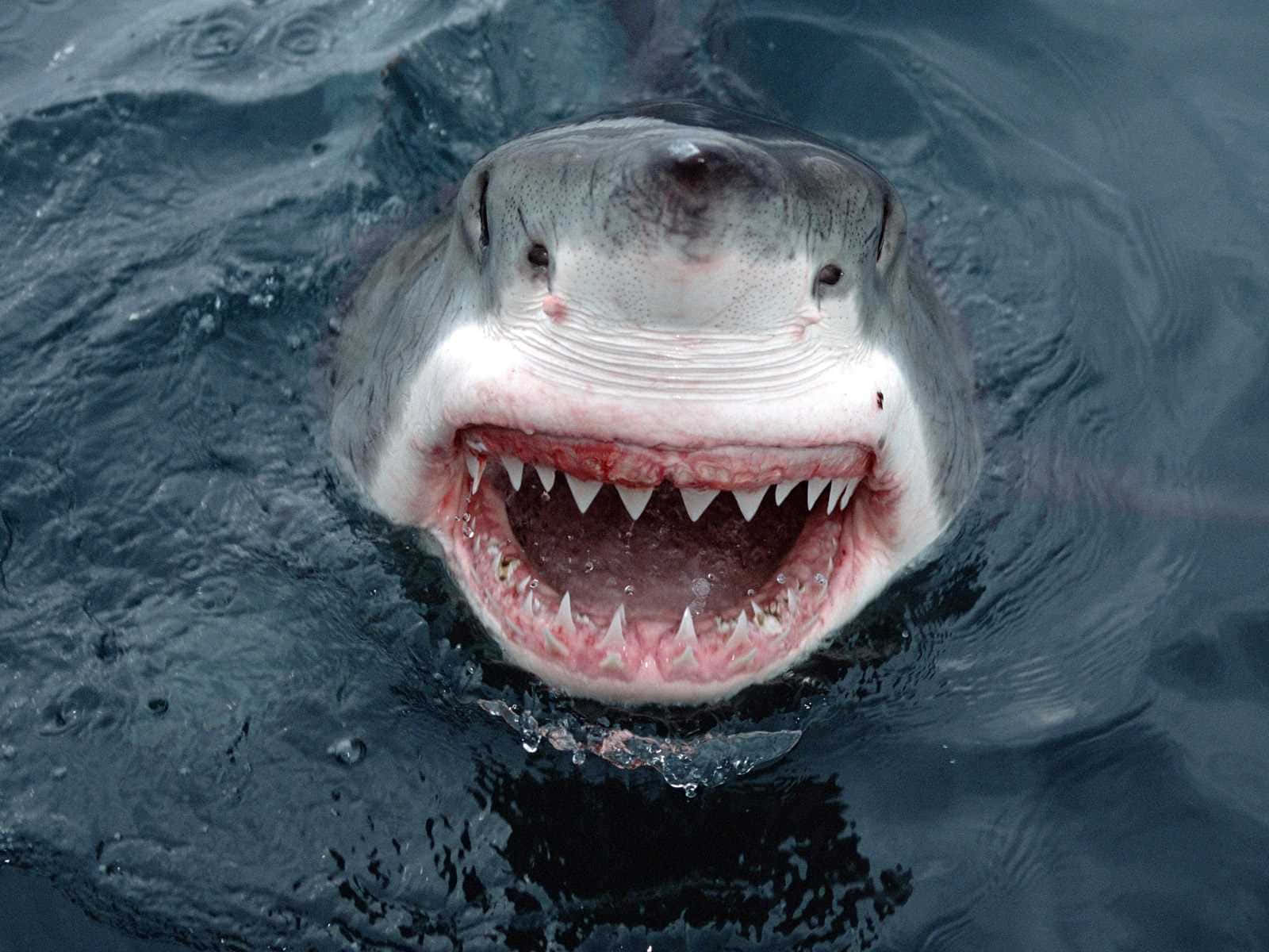 A close up of a great white shark moving through the open ocean