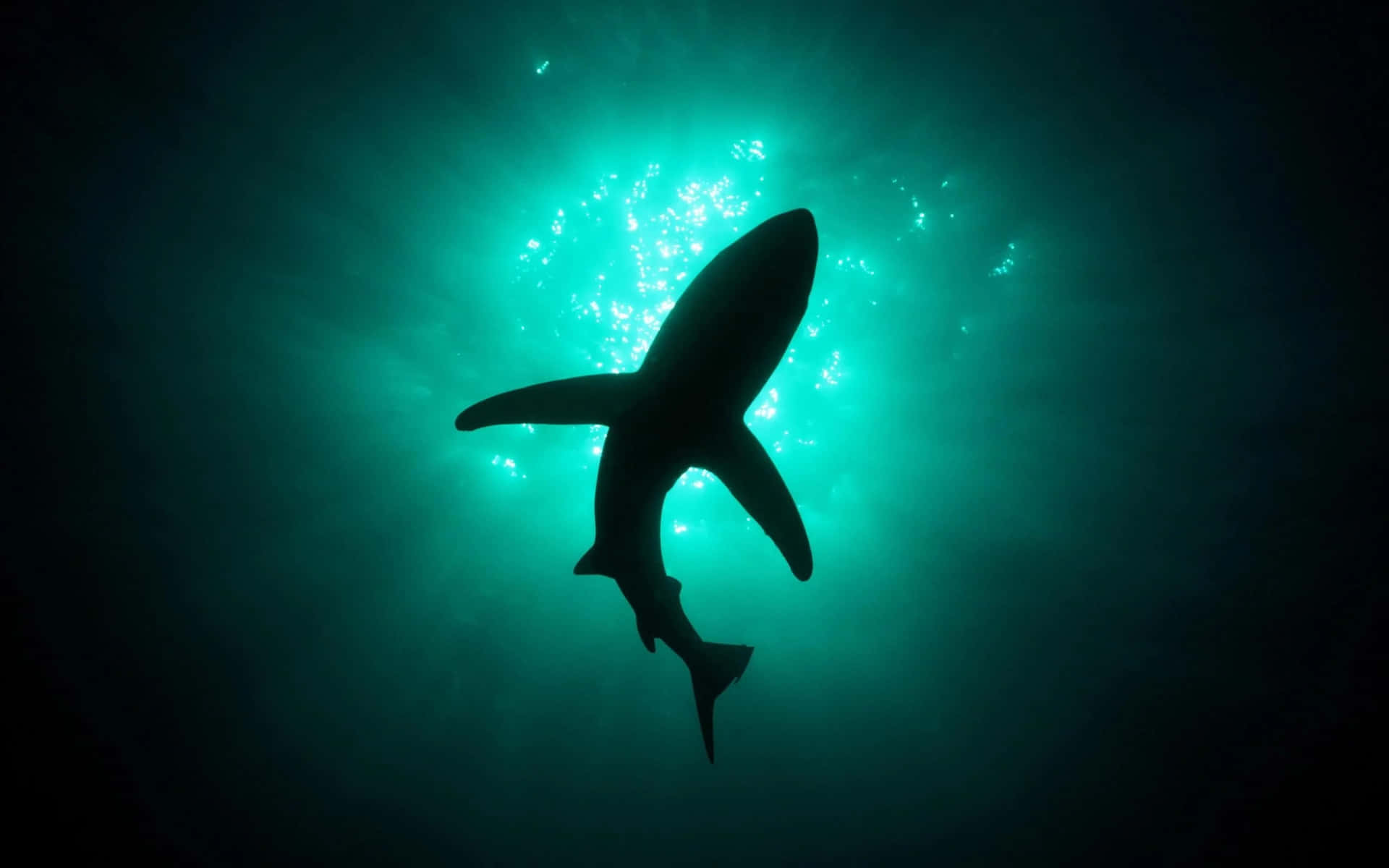 Ettæt Billede Af En Haj I Det Dybe Blå.