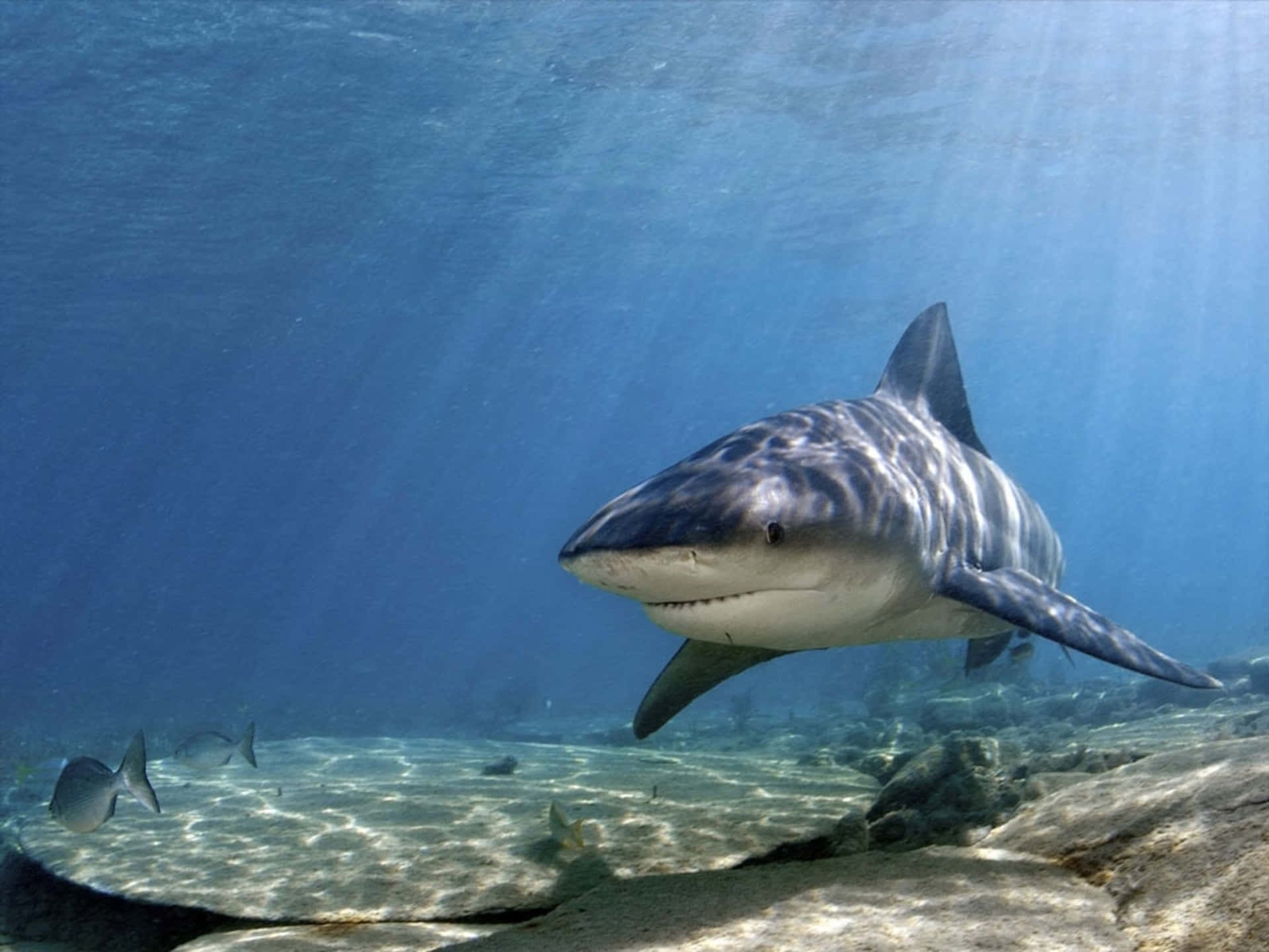 An amazing close-up of a fierce shark