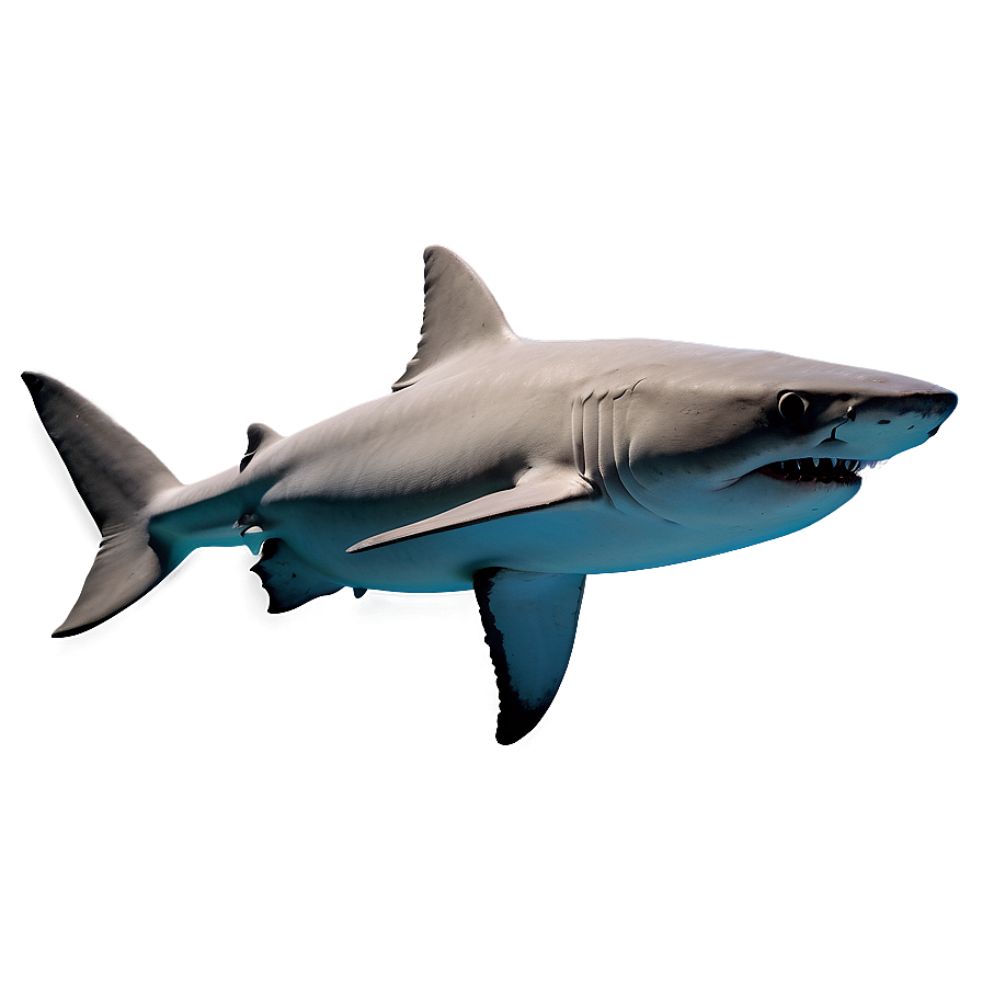 Shark Breeds Png Hhf PNG