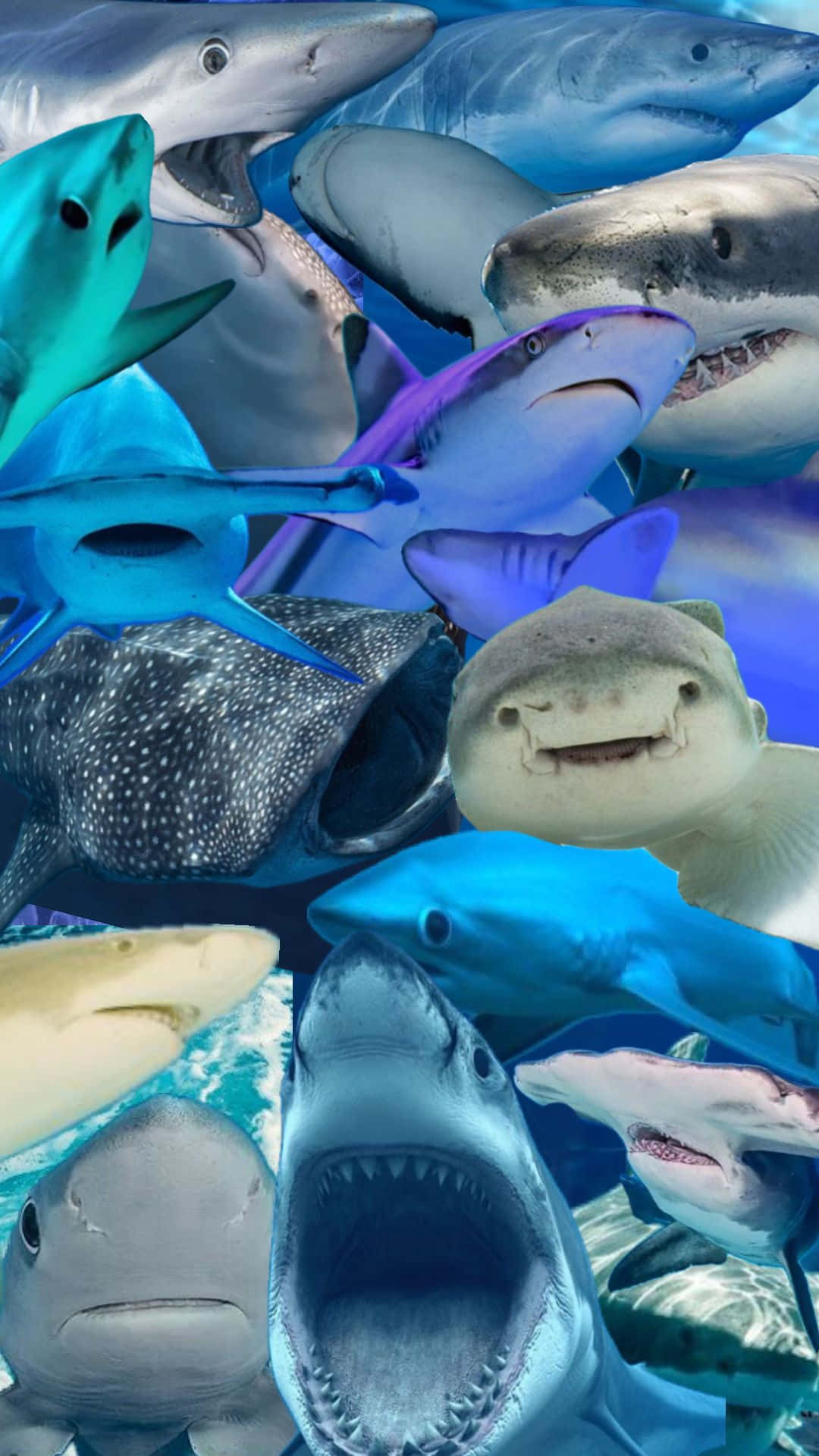 Shark Collage Aesthetic Blue Ocean Backdrop Wallpaper