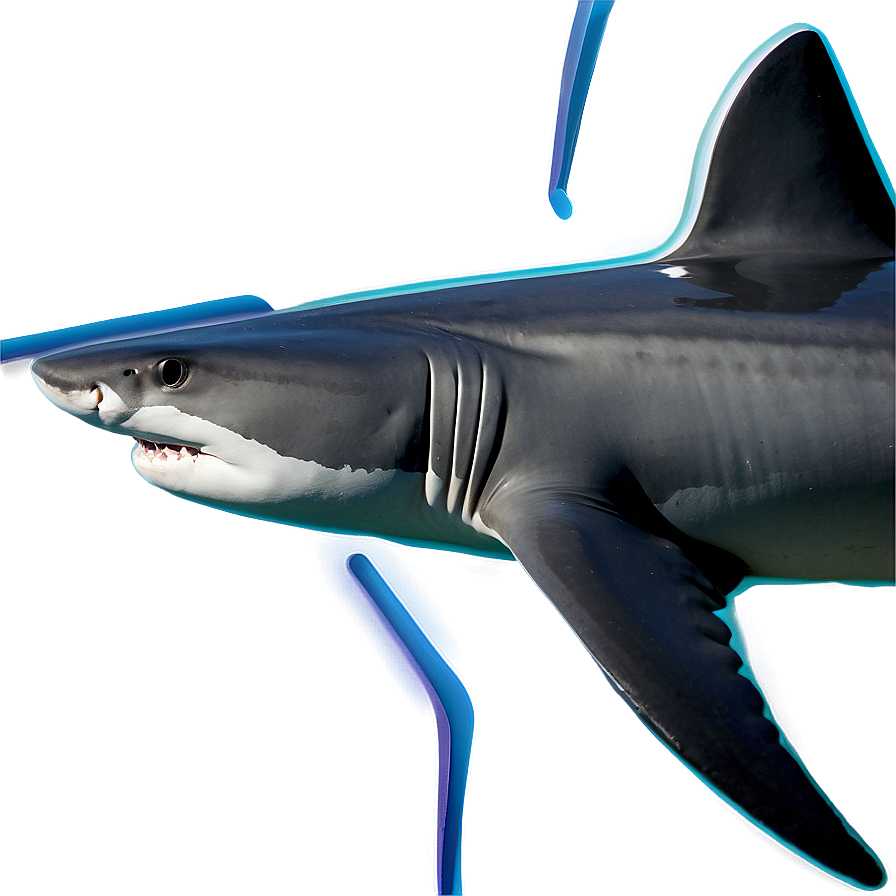 Download Shark Discovery Png 51 | Wallpapers.com