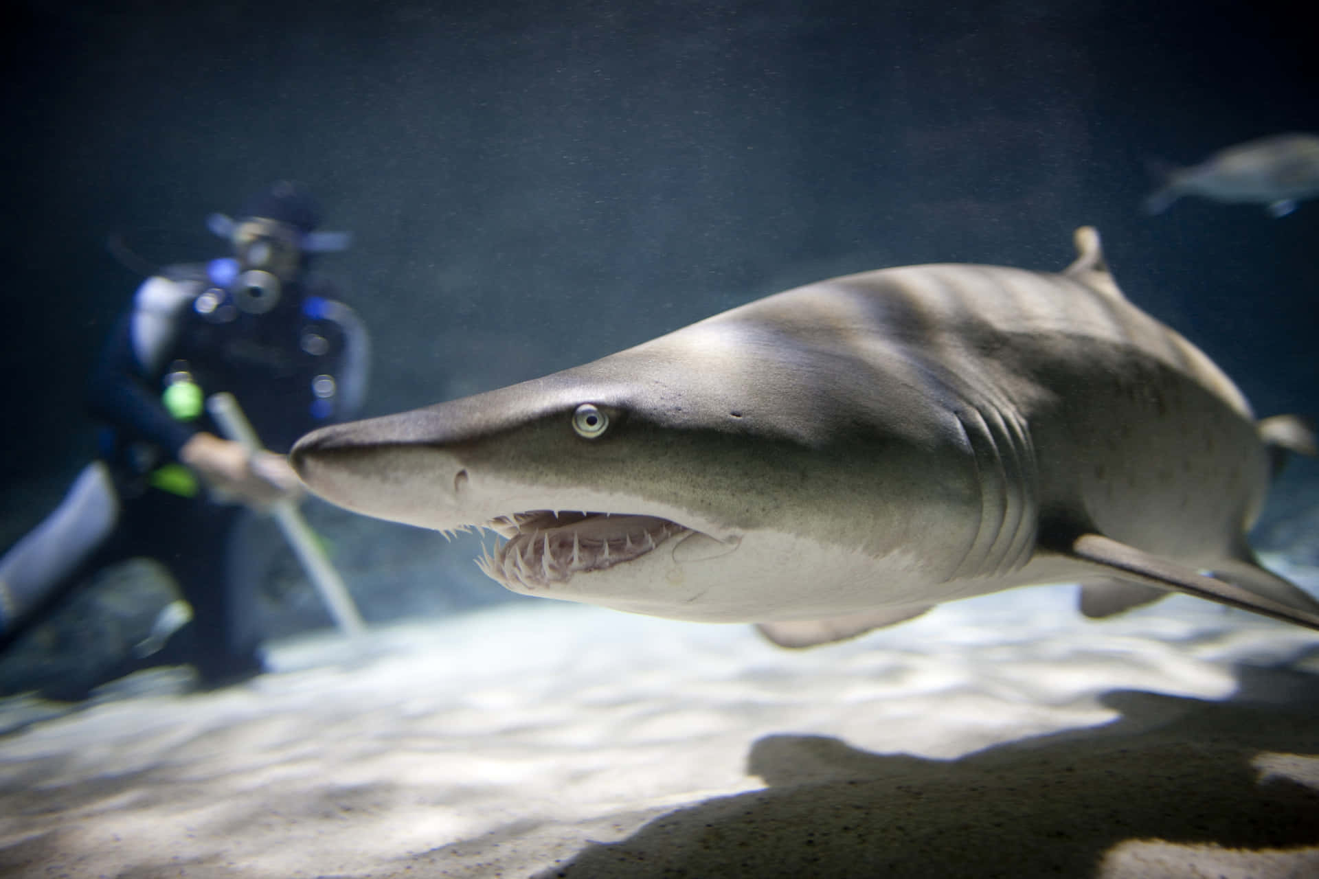Shark Encounter At Aquarium Wallpaper