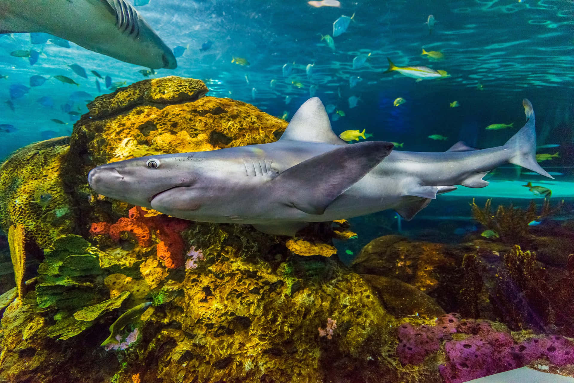 Shark Encounterat Aquarium Wallpaper