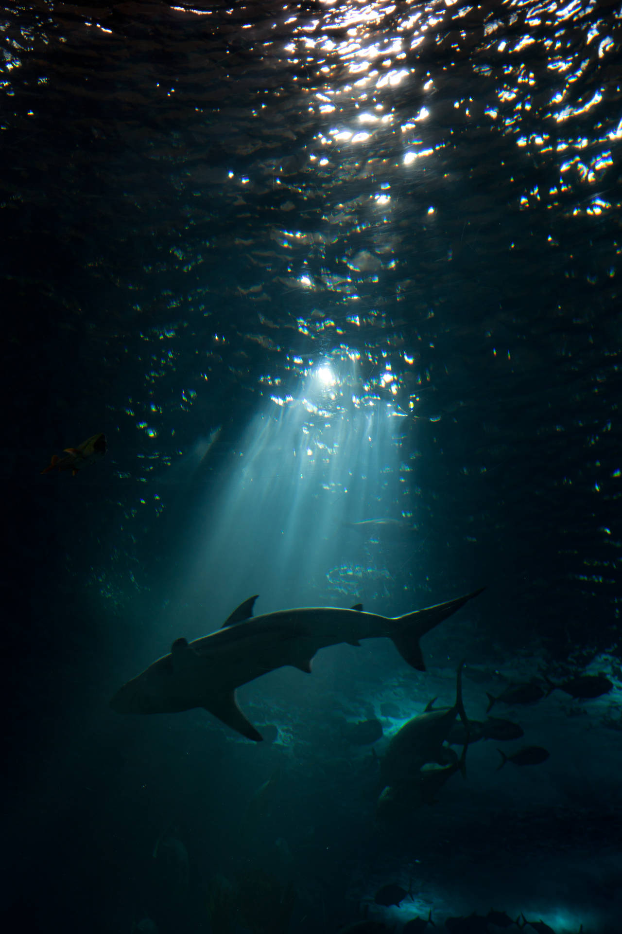 Shark In Dark Underwater World Background