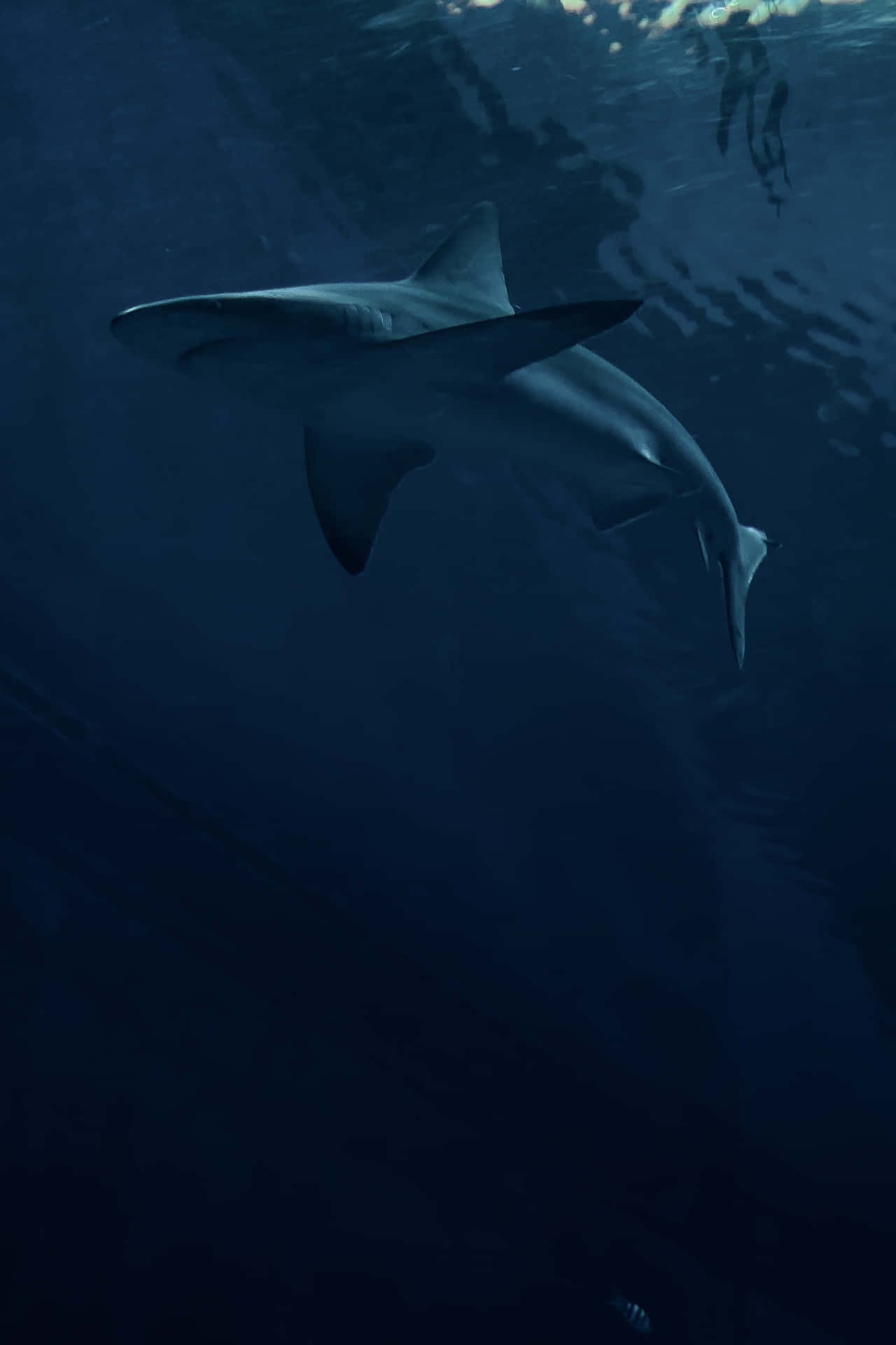 En haj svømmer i vandet Wallpaper