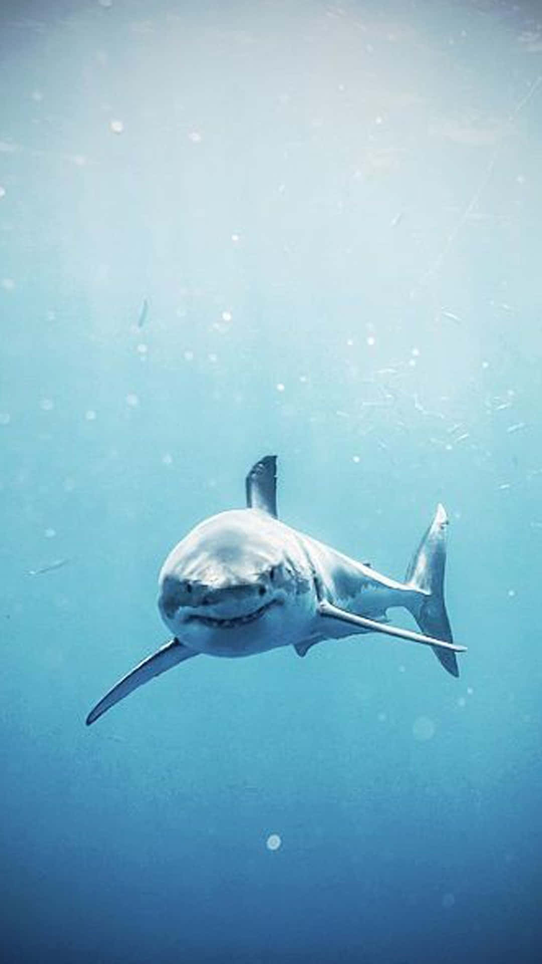 En hvid haj svømmer i havet Wallpaper