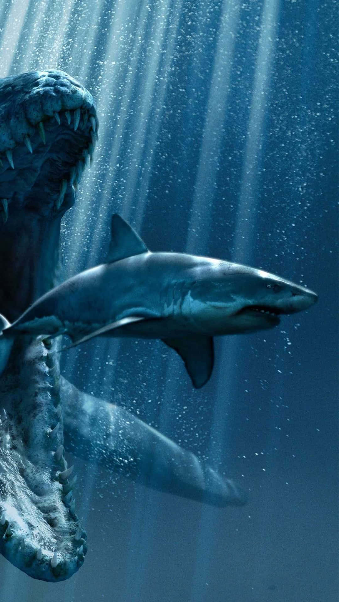 Shark Hd Wallpaper With White Shark Background Picture Of The Megalodon  Background Image And Wallpaper for Free Download