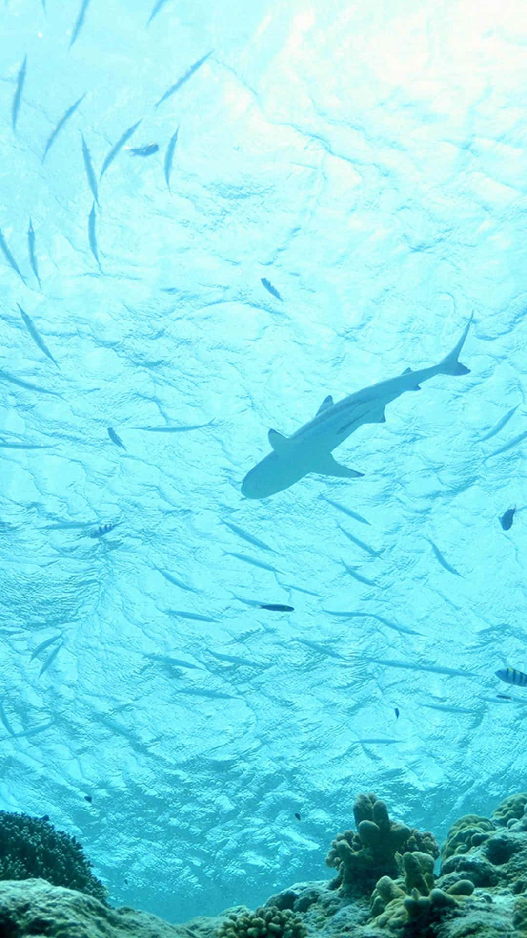 En haj svømmer under et korallrev med fisk Wallpaper