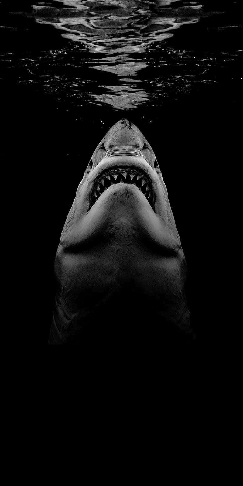 Nyd den maksimale beskyttelse med denne haj-tema iPhone's vandresistance! Wallpaper