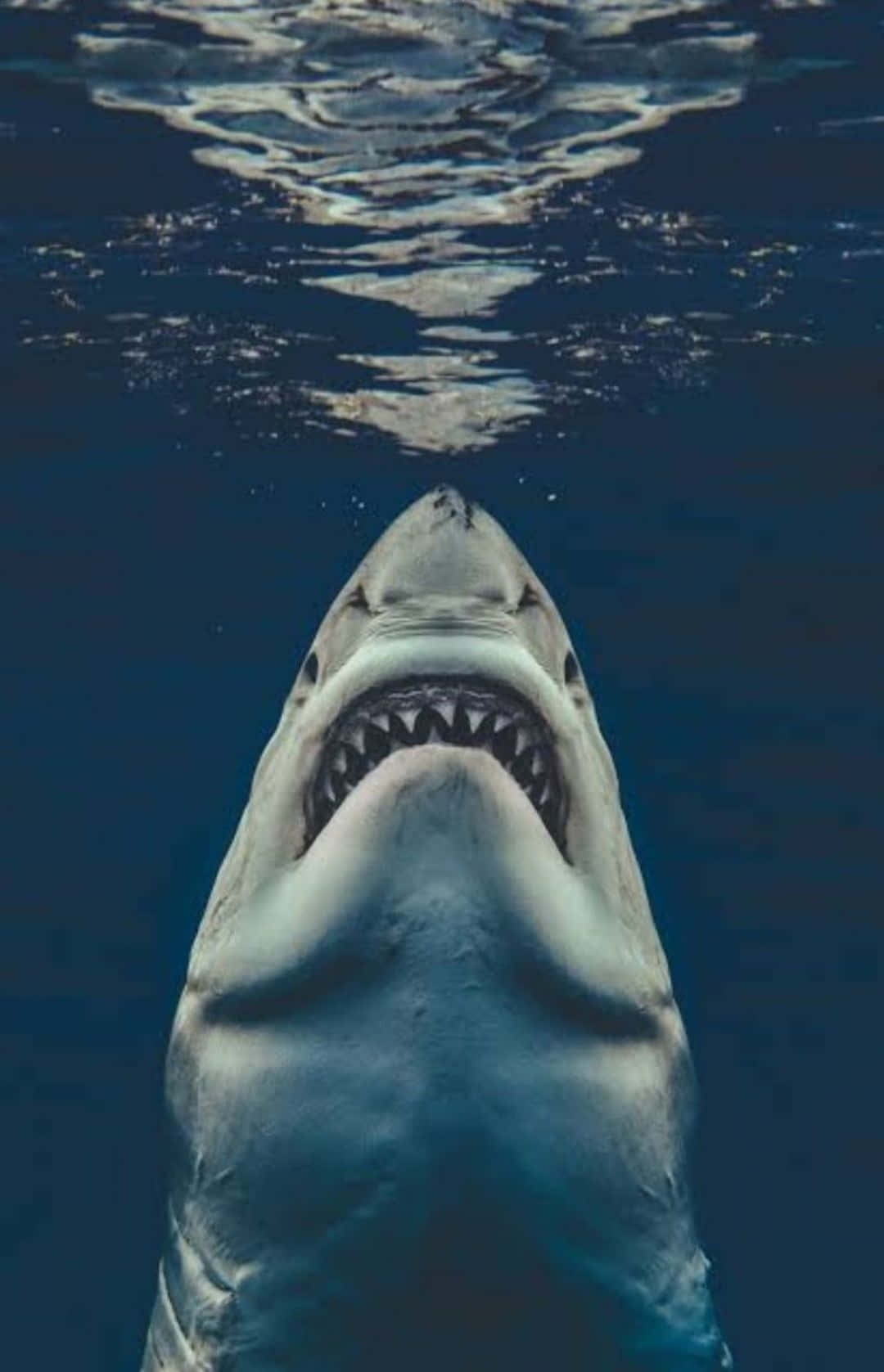 Download A White Shark With Its Mouth Open Underwater Wallpaper