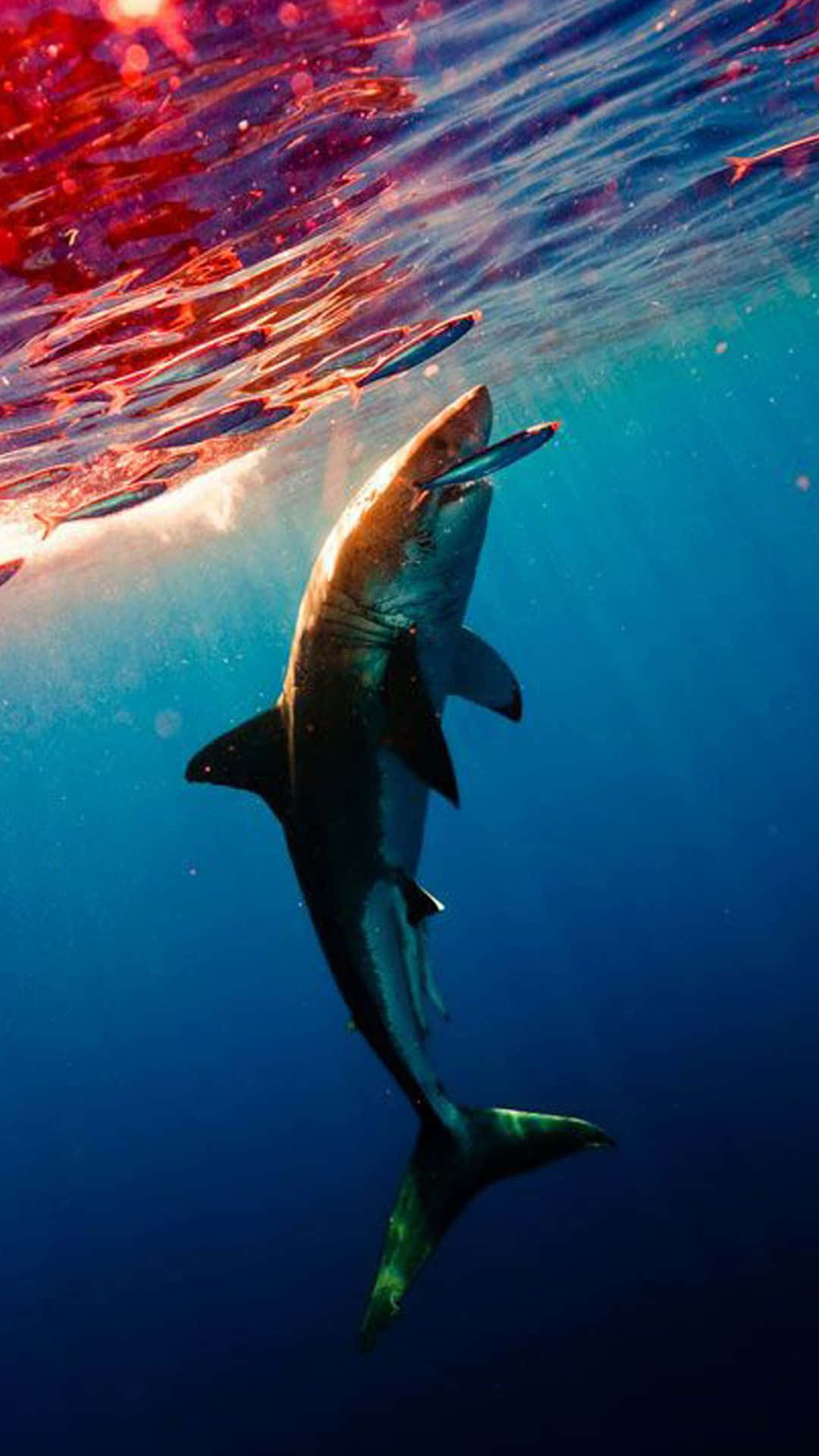 Einweißer Hai Schwimmt Unter Wasser. Wallpaper