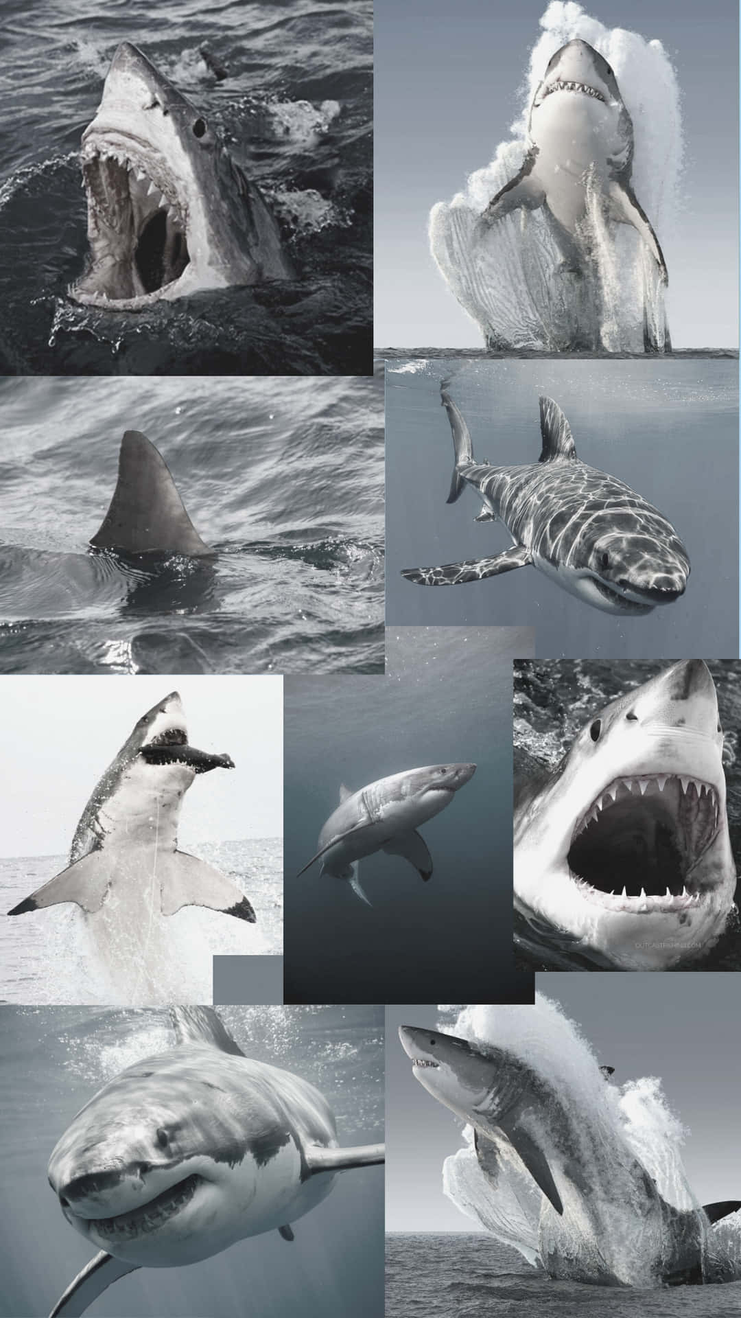 Uncollage De Imágenes De Tiburones En El Océano Fondo de pantalla