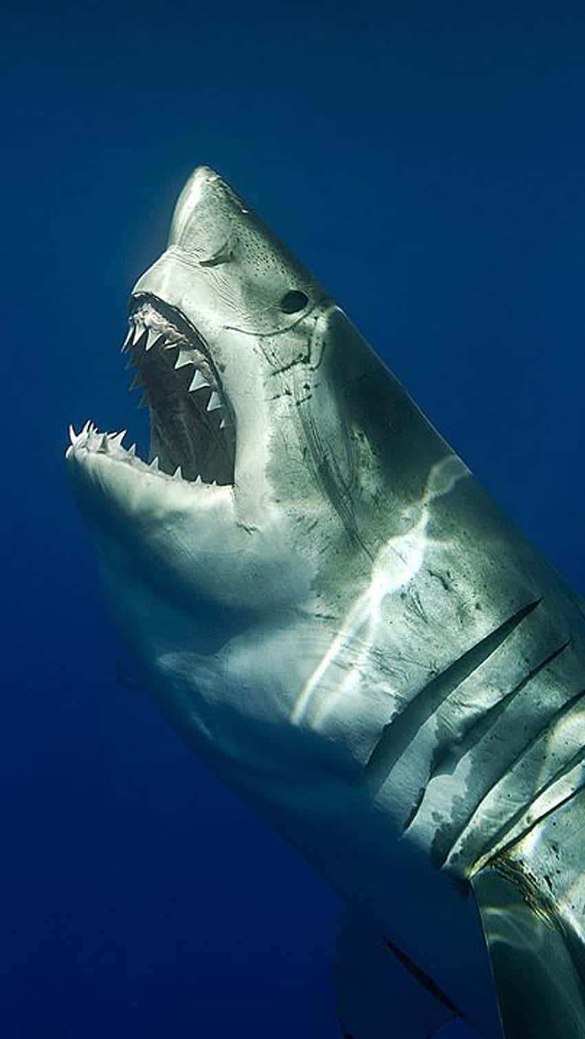 Dive into Fun with the Shark iPhone Wallpaper