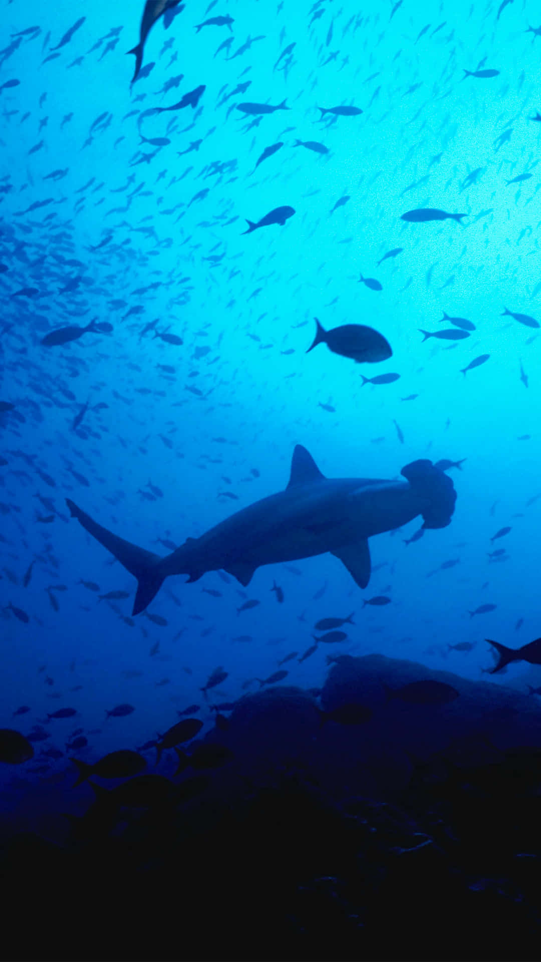 Utforskade Dolda Skatterna I Havet Med Shark Iphone Bakgrundsbild. Wallpaper
