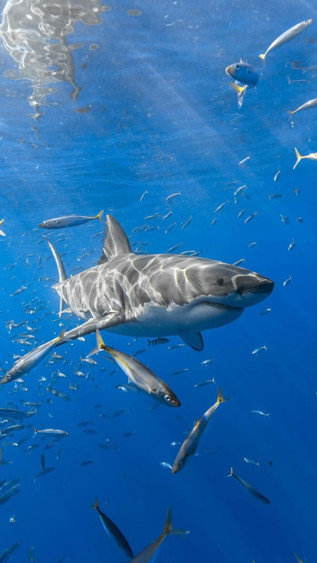 A White Shark Swims With A Group Of Fish Wallpaper