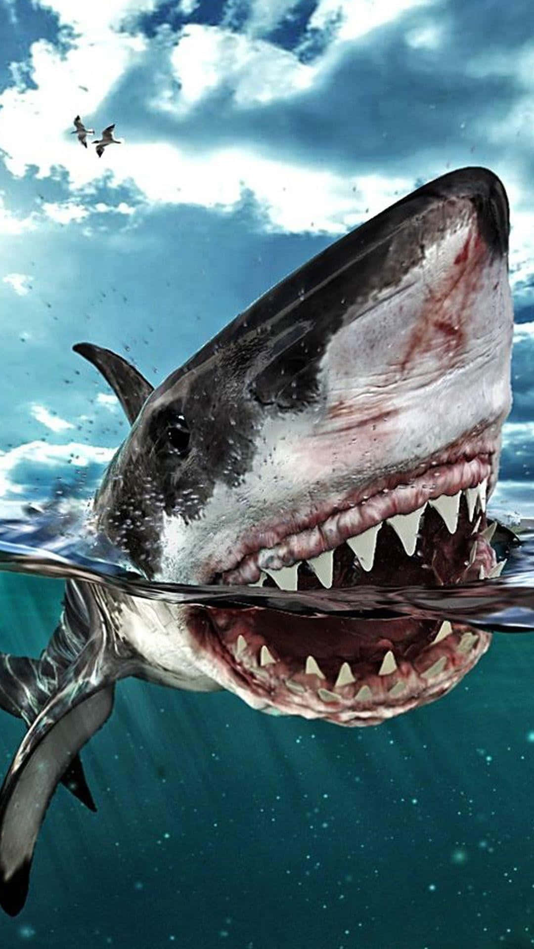 Download Shark Iphone Wallpaper 