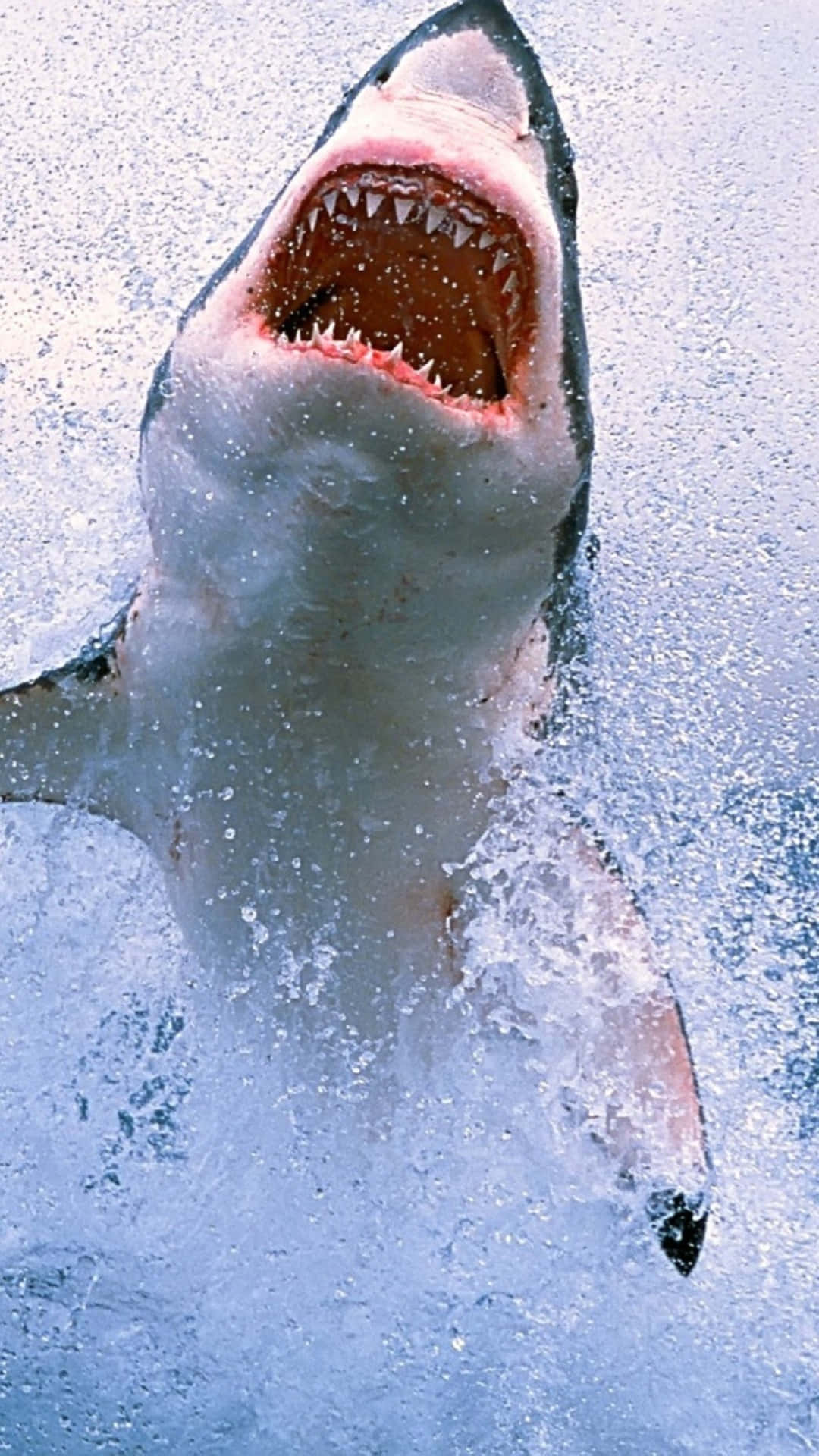En hvid haj hopper ud af vandet. Wallpaper