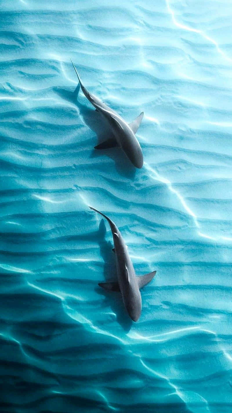 To hajer svømmer i havet Wallpaper