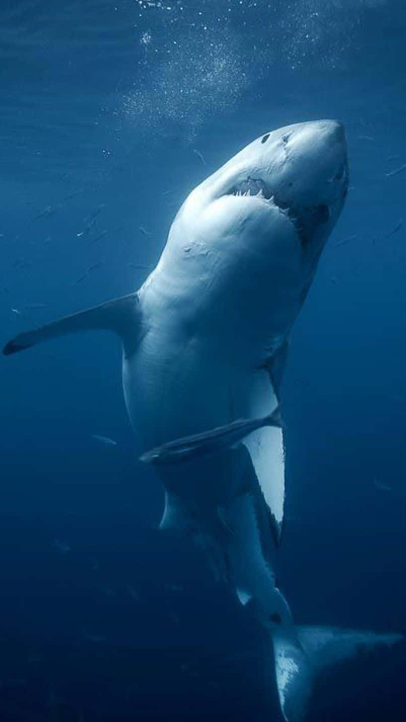 A White Shark Swimming In The Ocean Wallpaper
