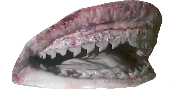 Shark Jaws Close Up PNG