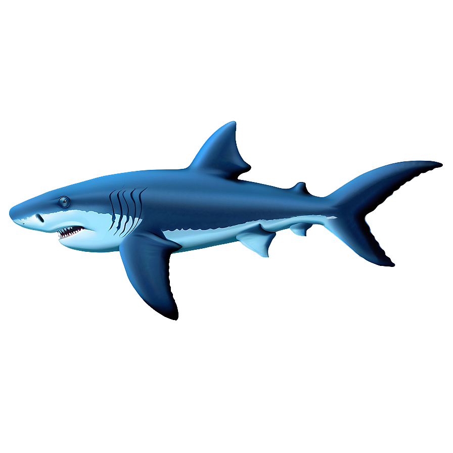 Shark Outline Drawing Png Clf PNG