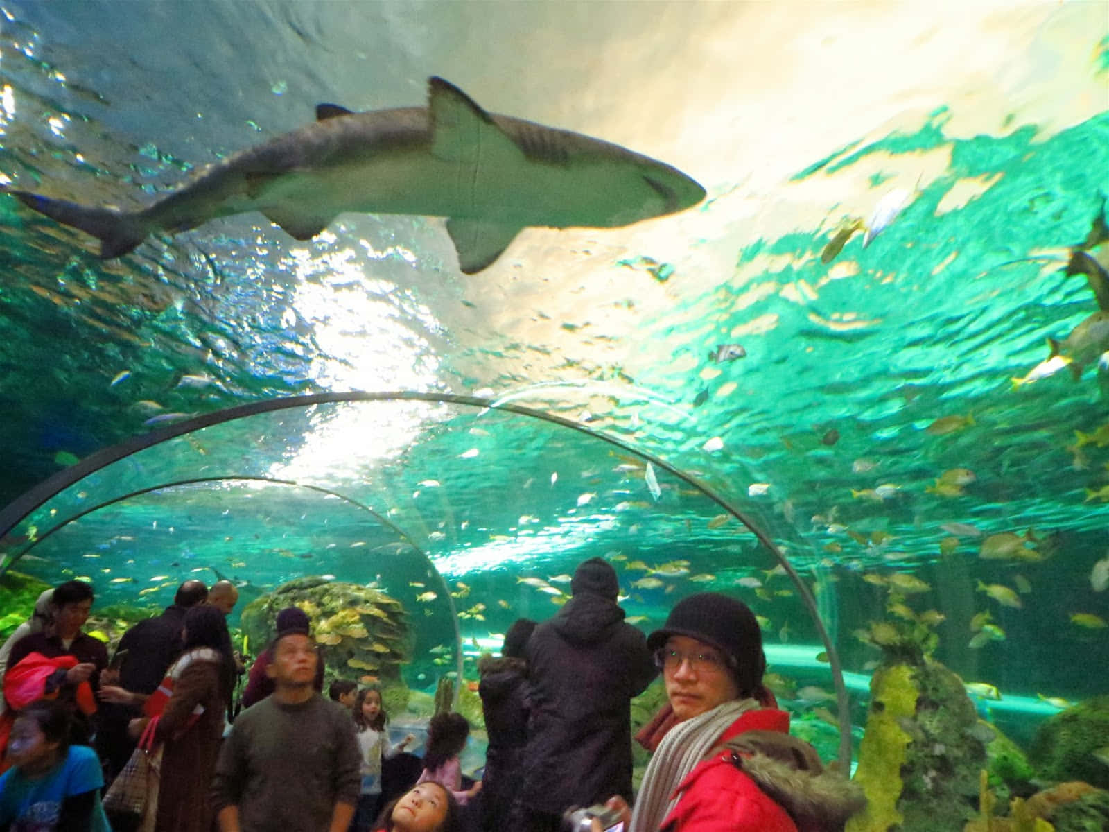 Shark Overhead Aquarium Tunnel Wallpaper