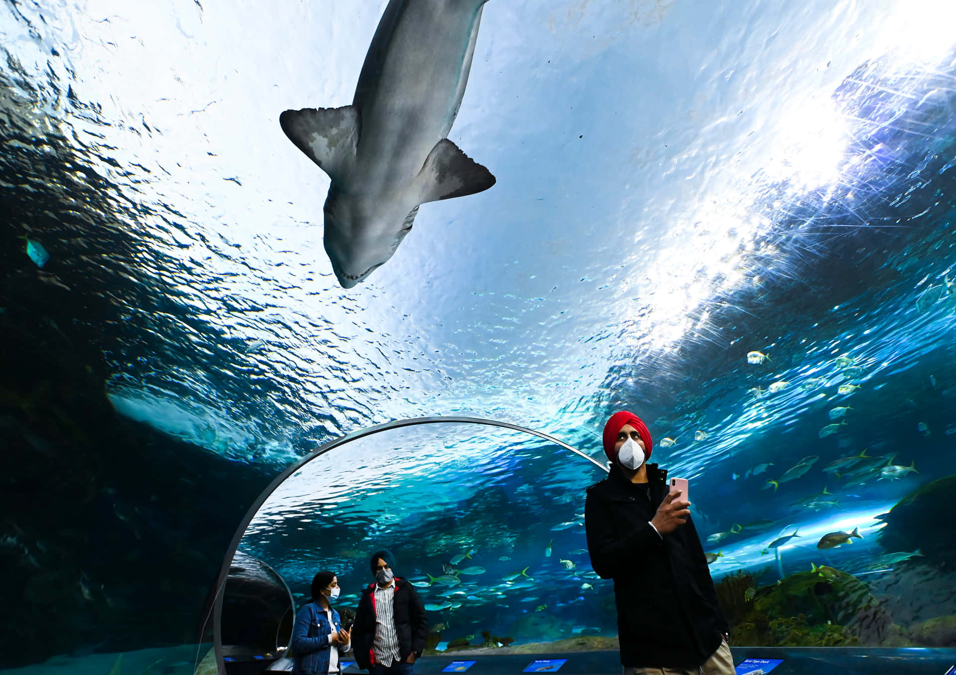 Shark Passing Overhead Ripleys Aquarium Wallpaper