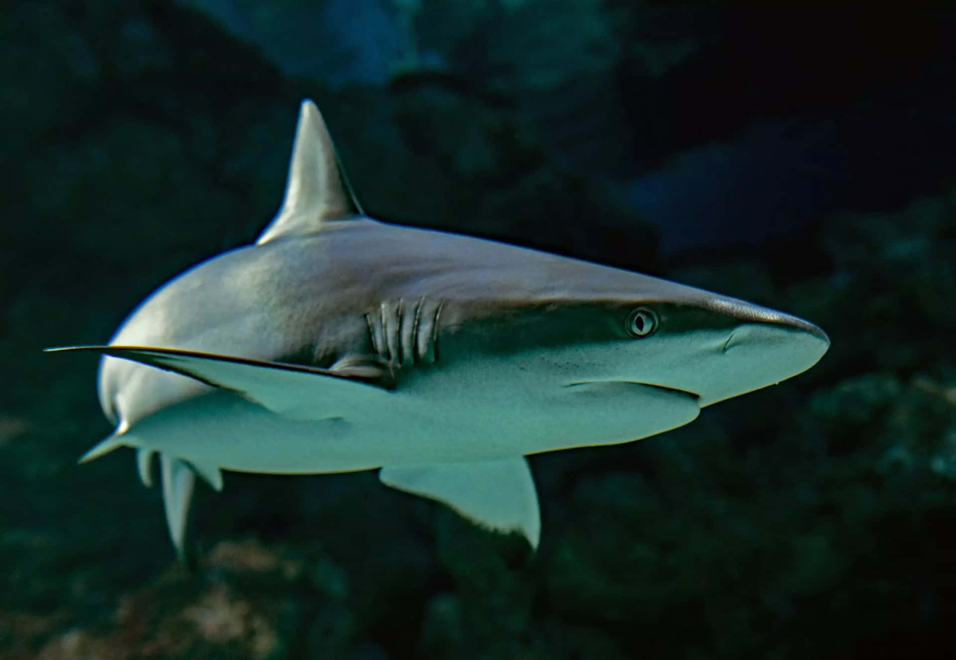 A powerful White-tip reef shark swims gracefully near the coral reef