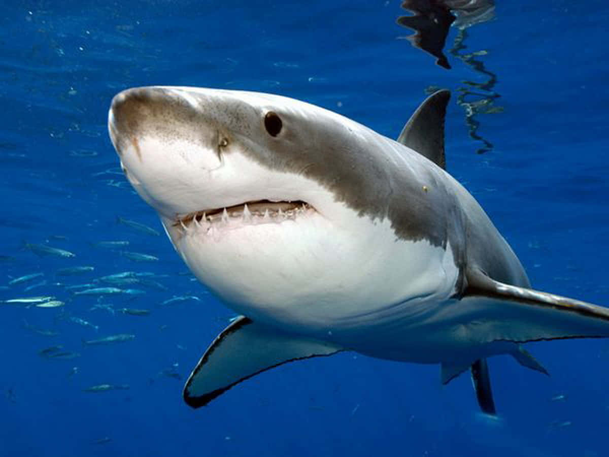 Einmajestätischer Großer Weißer Hai Taucht Auf, Mit Seinem Mächtigen Mund Weit Offen.