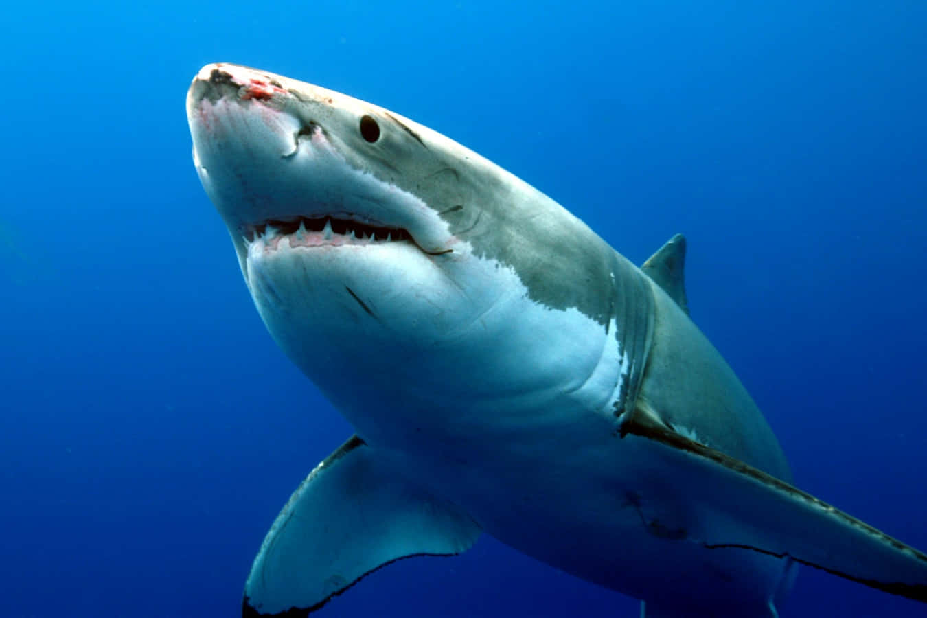 Up Close and Personal with a Great White Shark