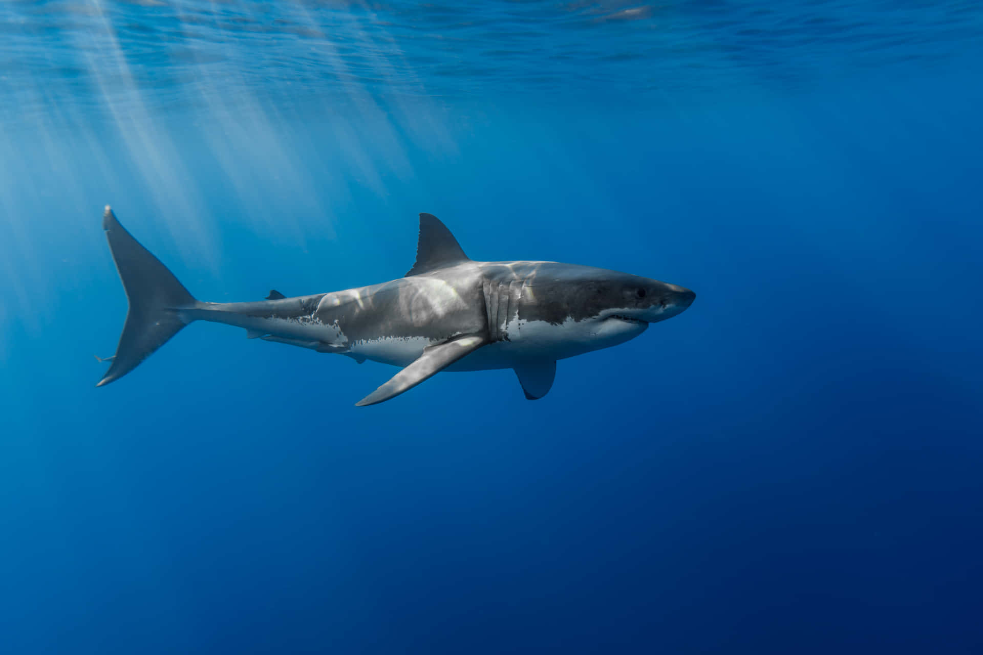 Download A Great White Shark Swimming In The Ocean Wallpapers Com