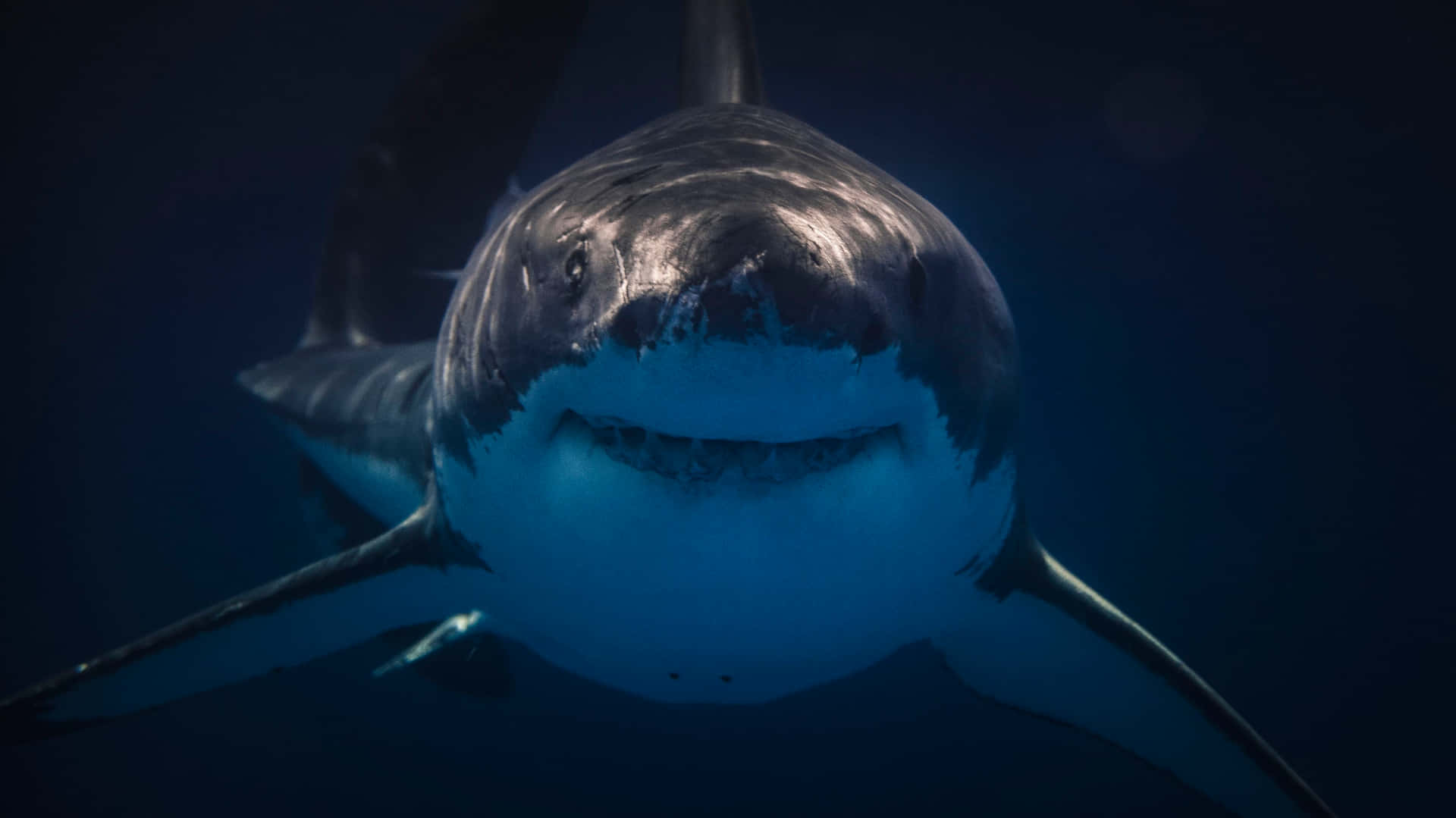Unmajestuoso Tiburón Nadando A Través Del Claro Océano Azul