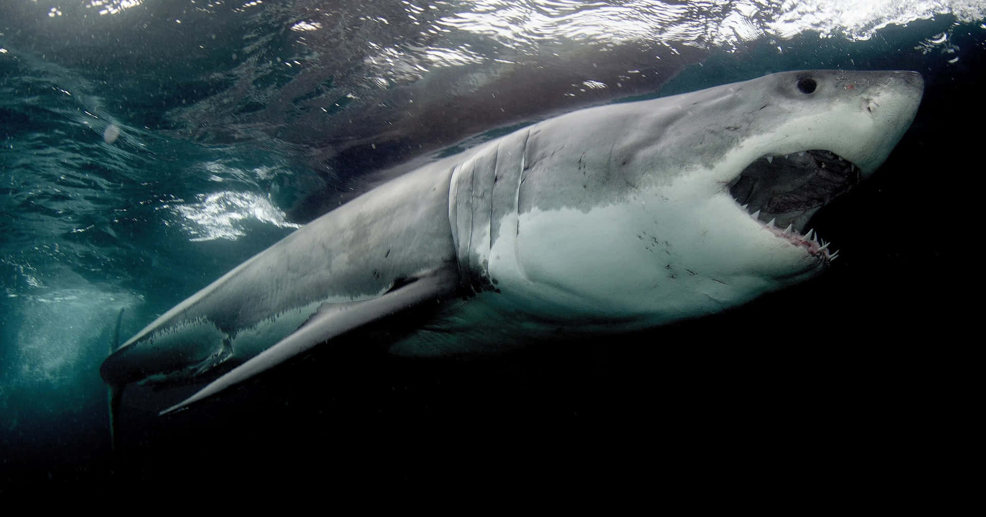 Einenahaufnahme Des Auges Eines Majestätischen Weißen Hais