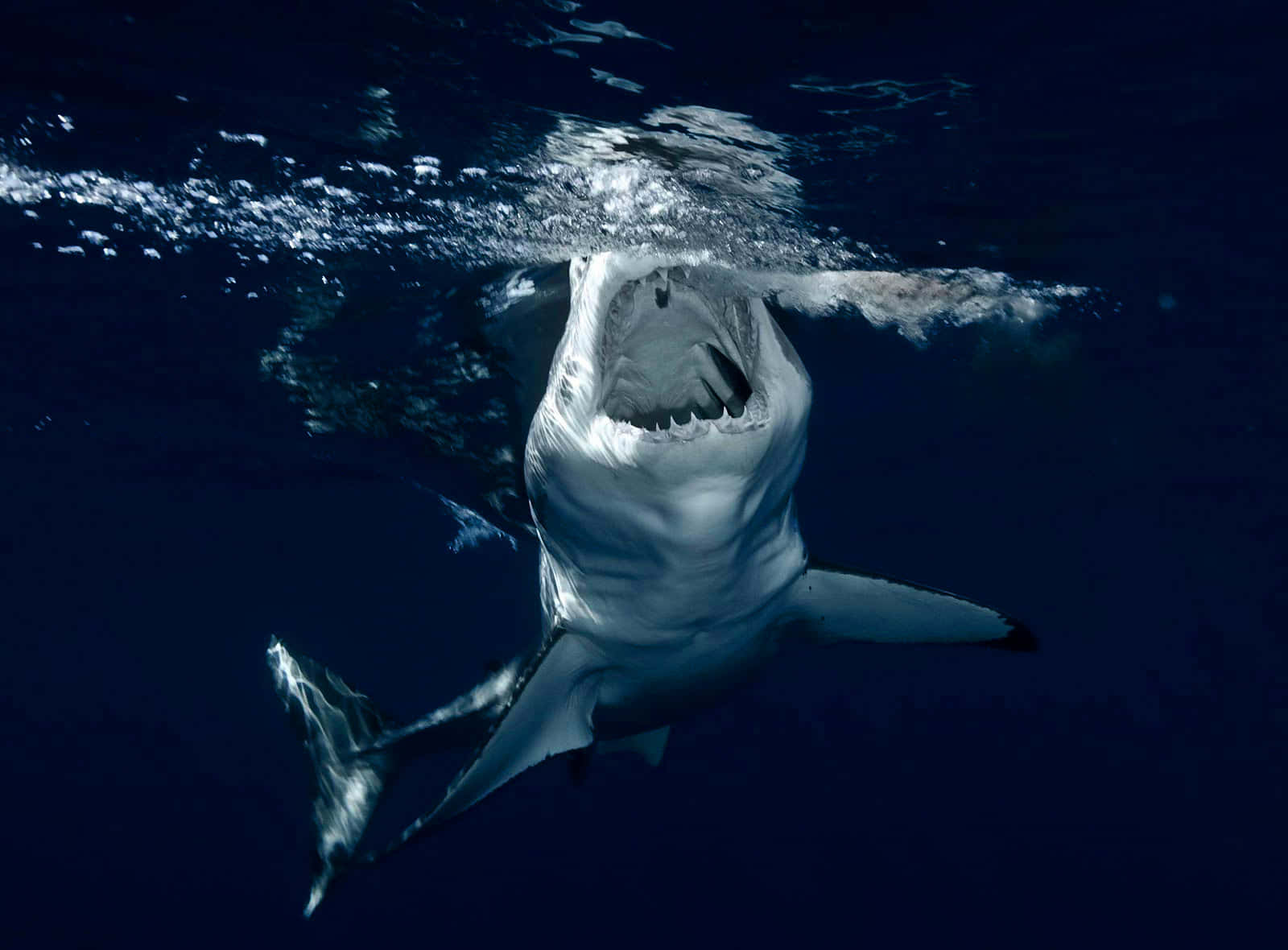 Lächelndergroßer Weißer Hai