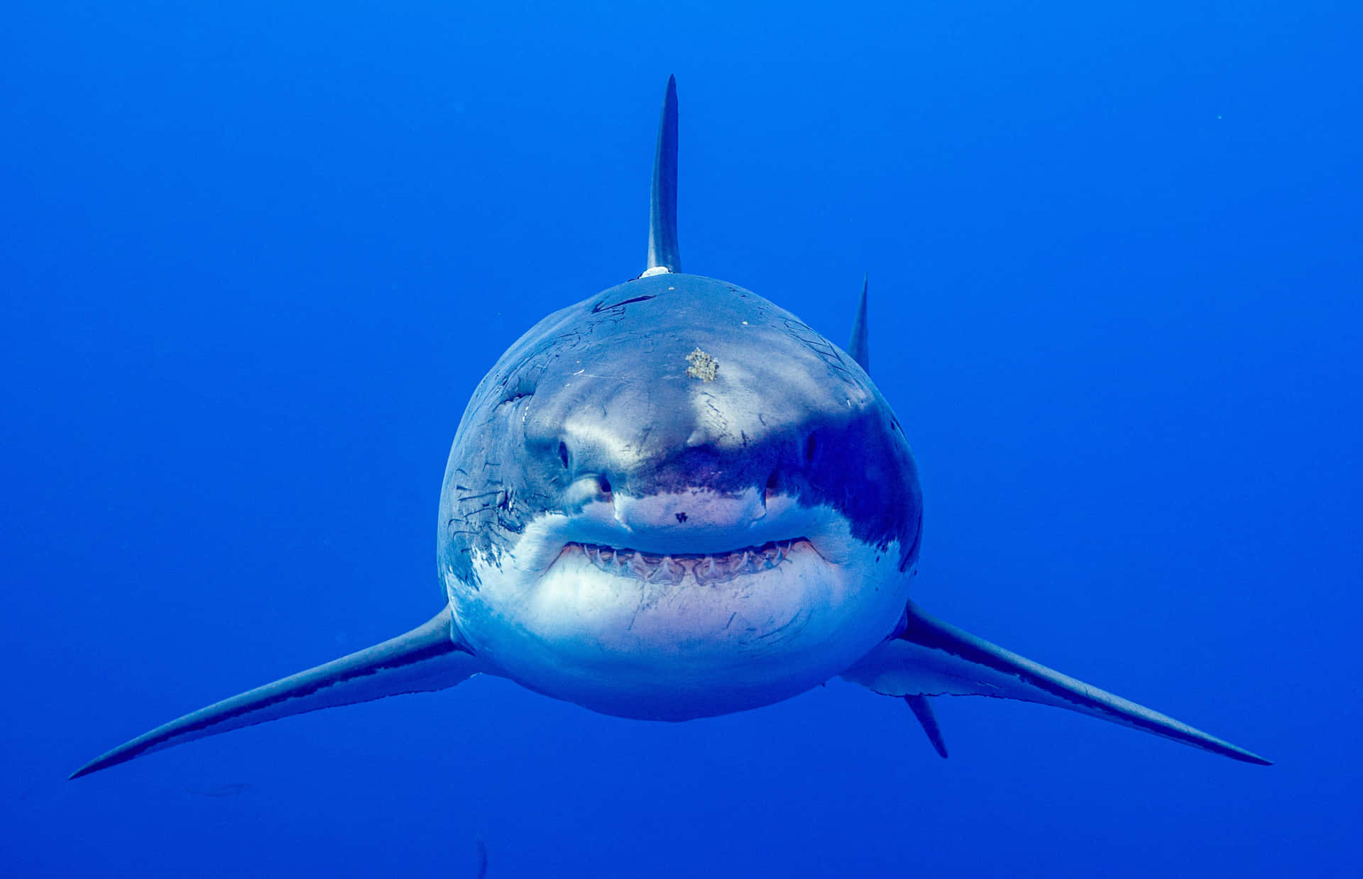Vena Explorar El Profundo Océano Azul Con Un Majestuoso Tiburón.